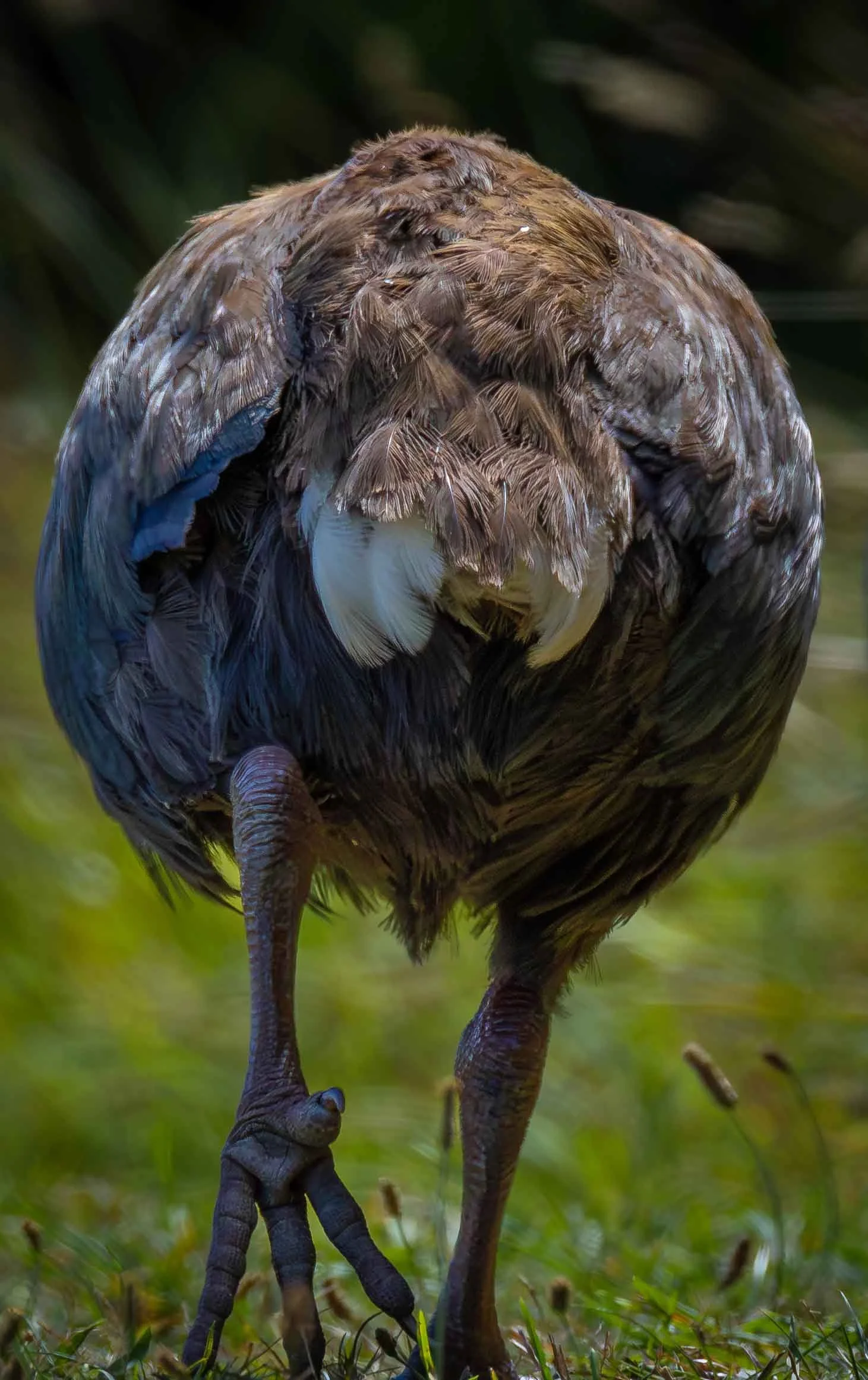 Takahe rear webcopy.jpg