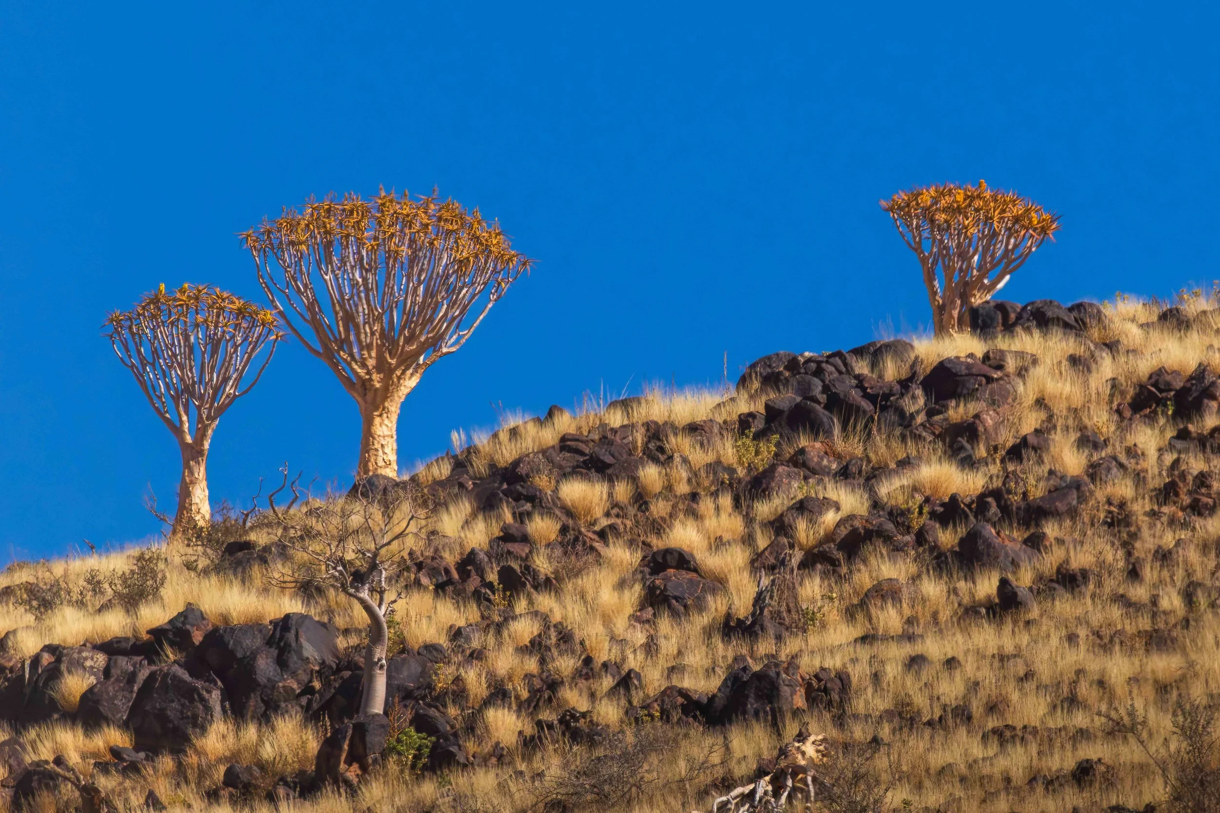 quiver tree landscape web copy.jpg