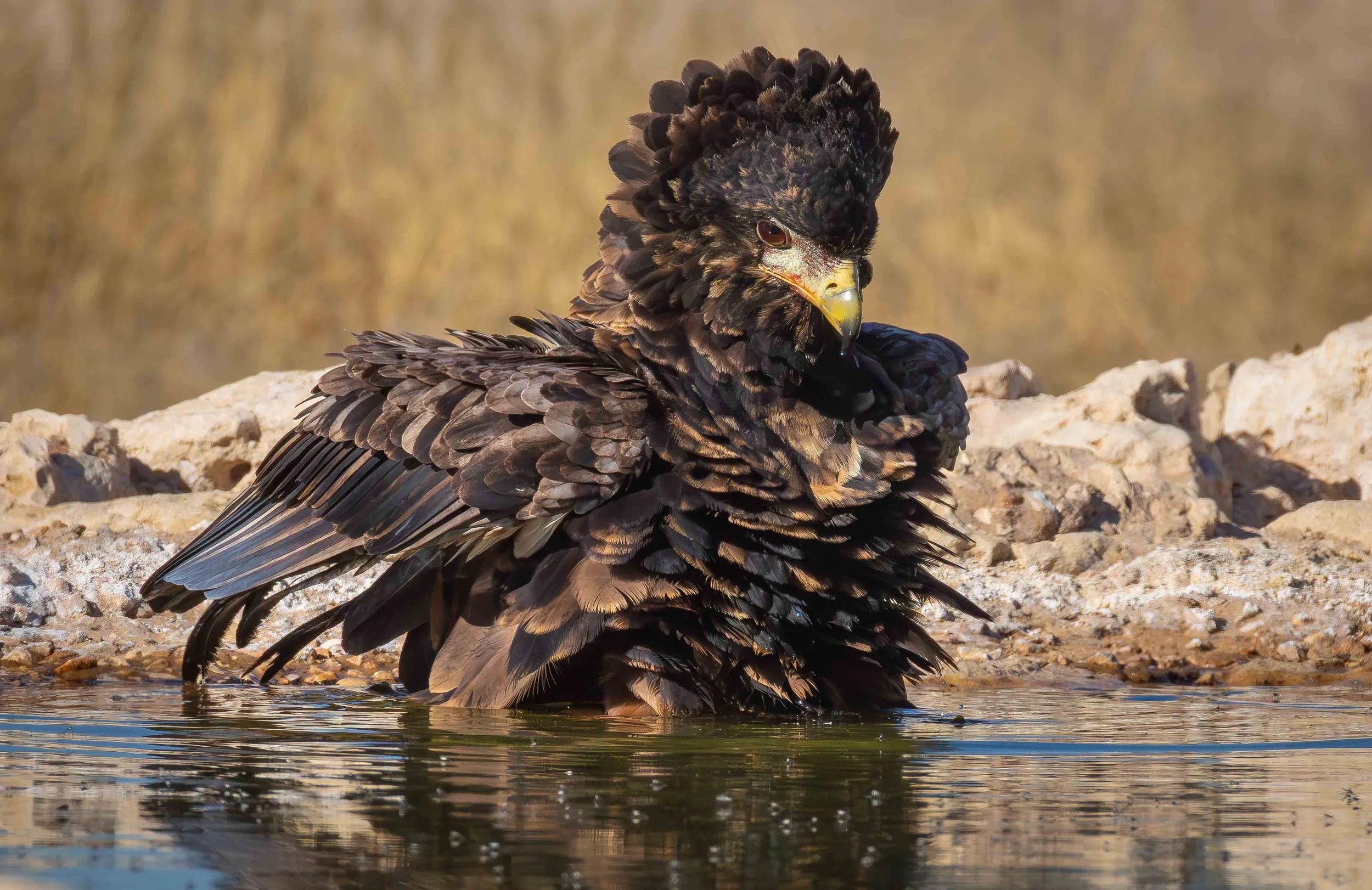 eagle bathing web copy.jpg