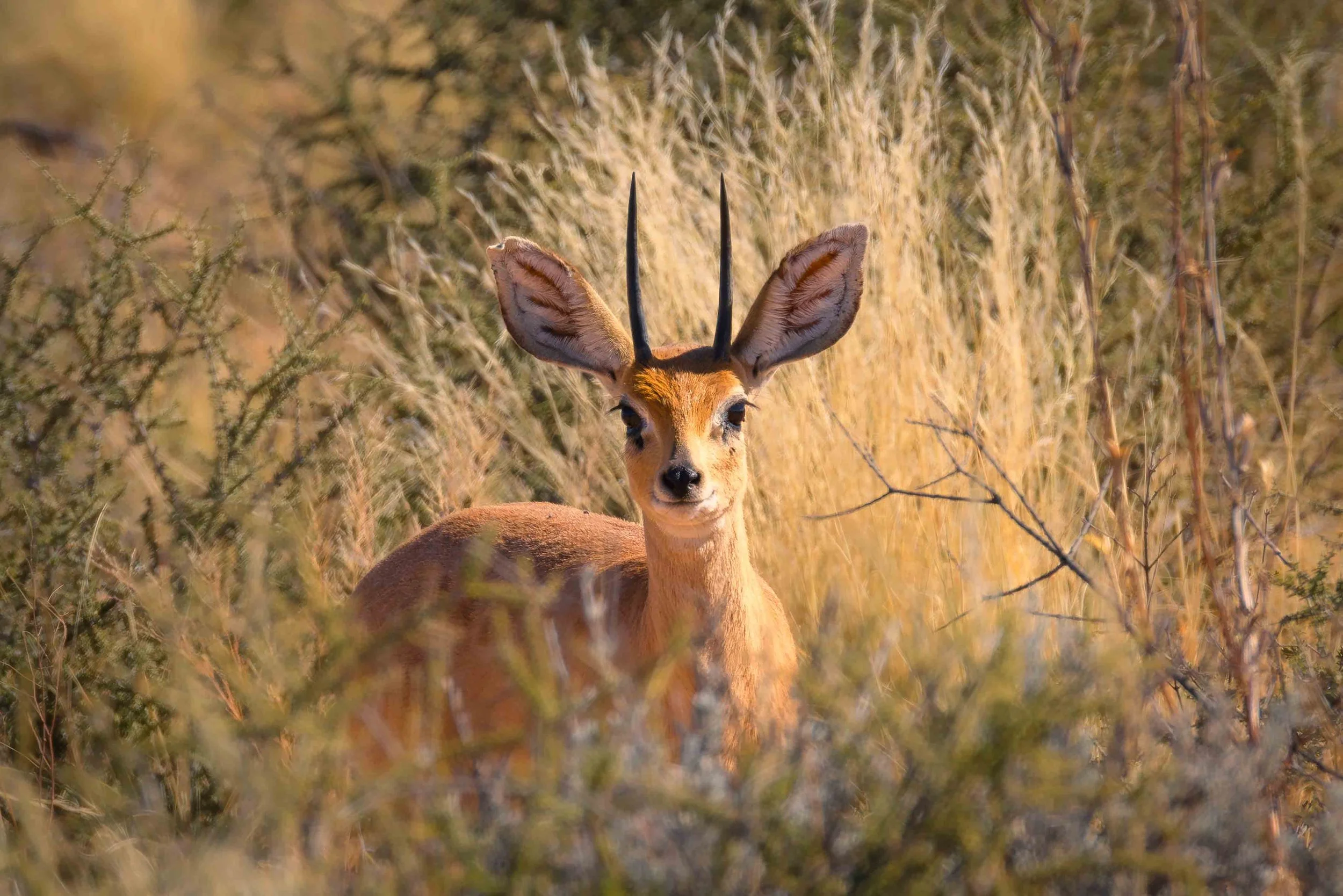 steenbok 3 web copy.jpg