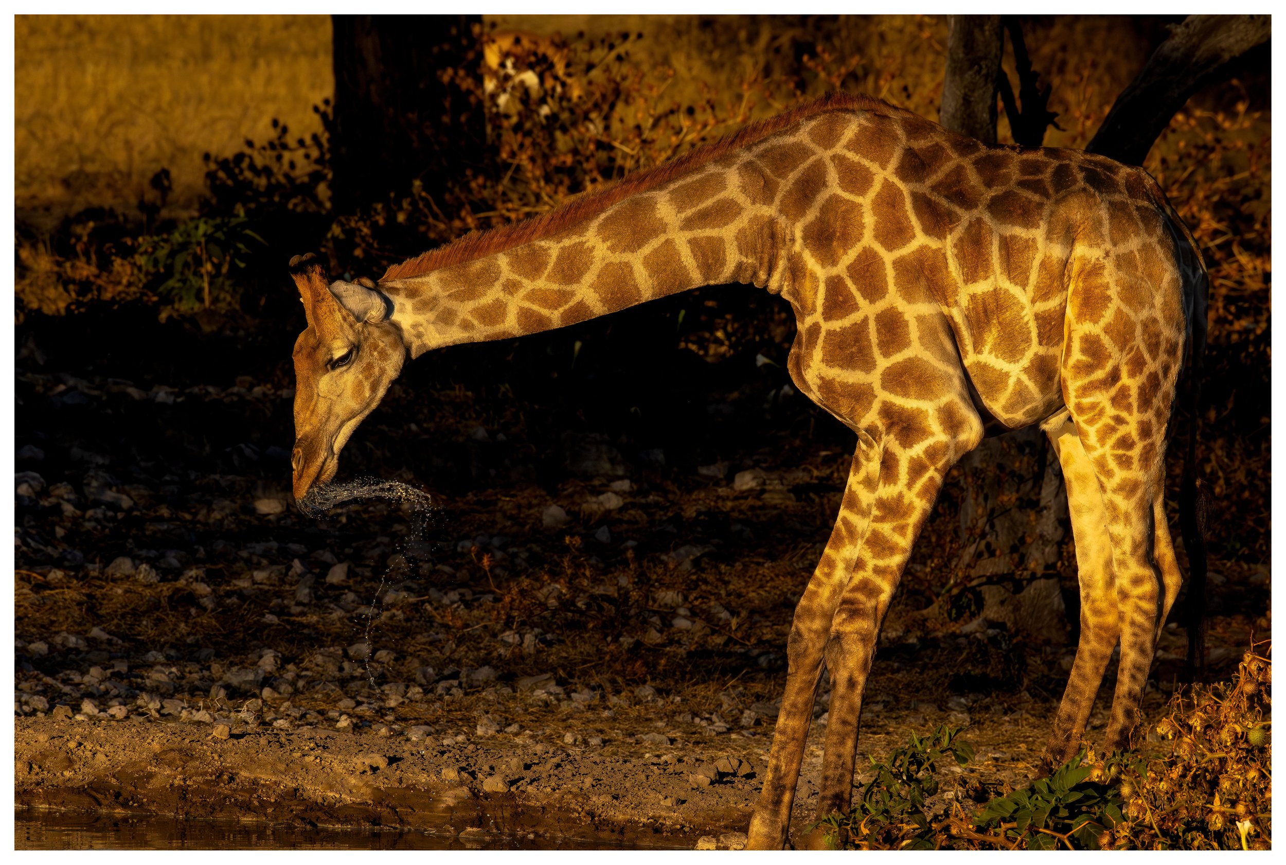 giraffe drinking 3 framed webiste copy.jpg