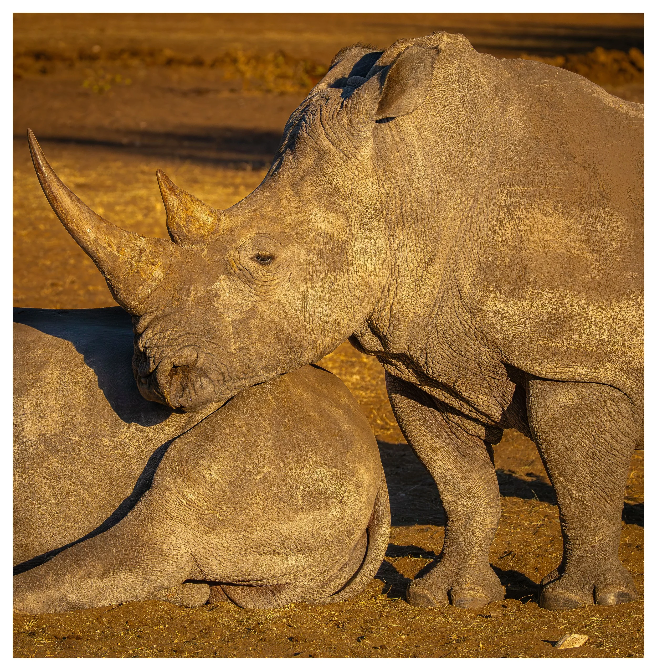 rhino relaxing on mate framed webiste copy.jpg