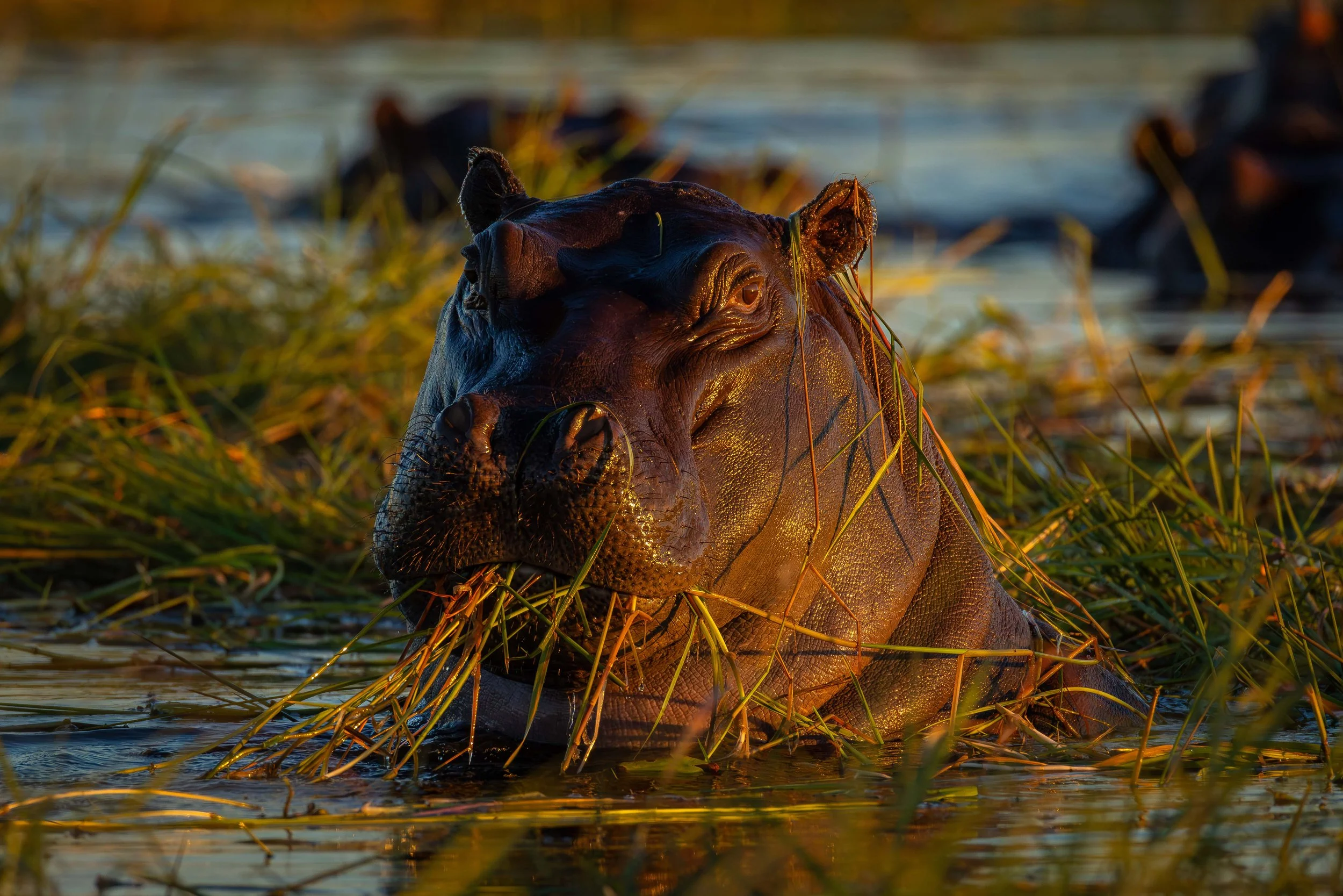 morning hippo breakfast webcopy.jpg