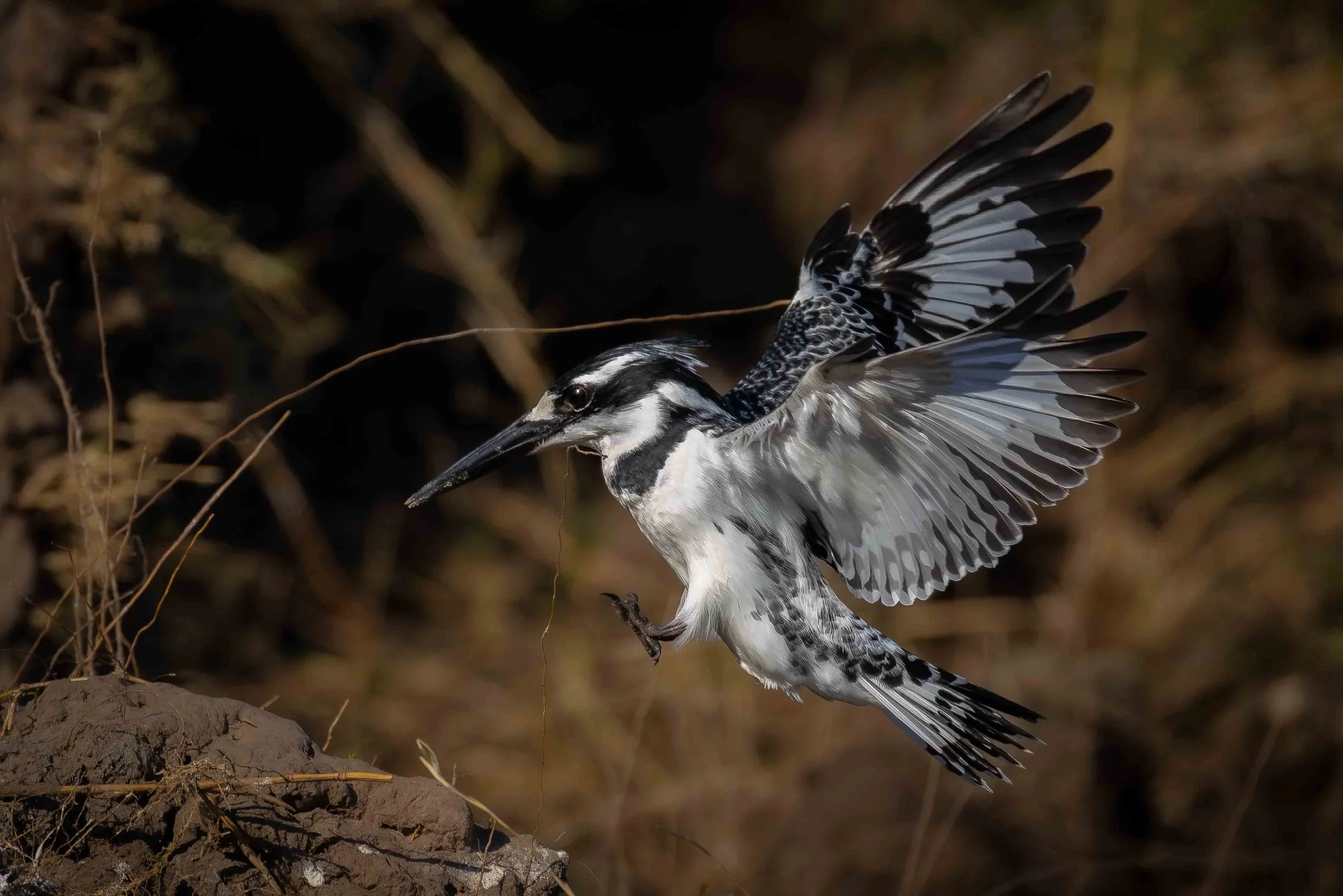 pied kingfisher landing web copy.jpg