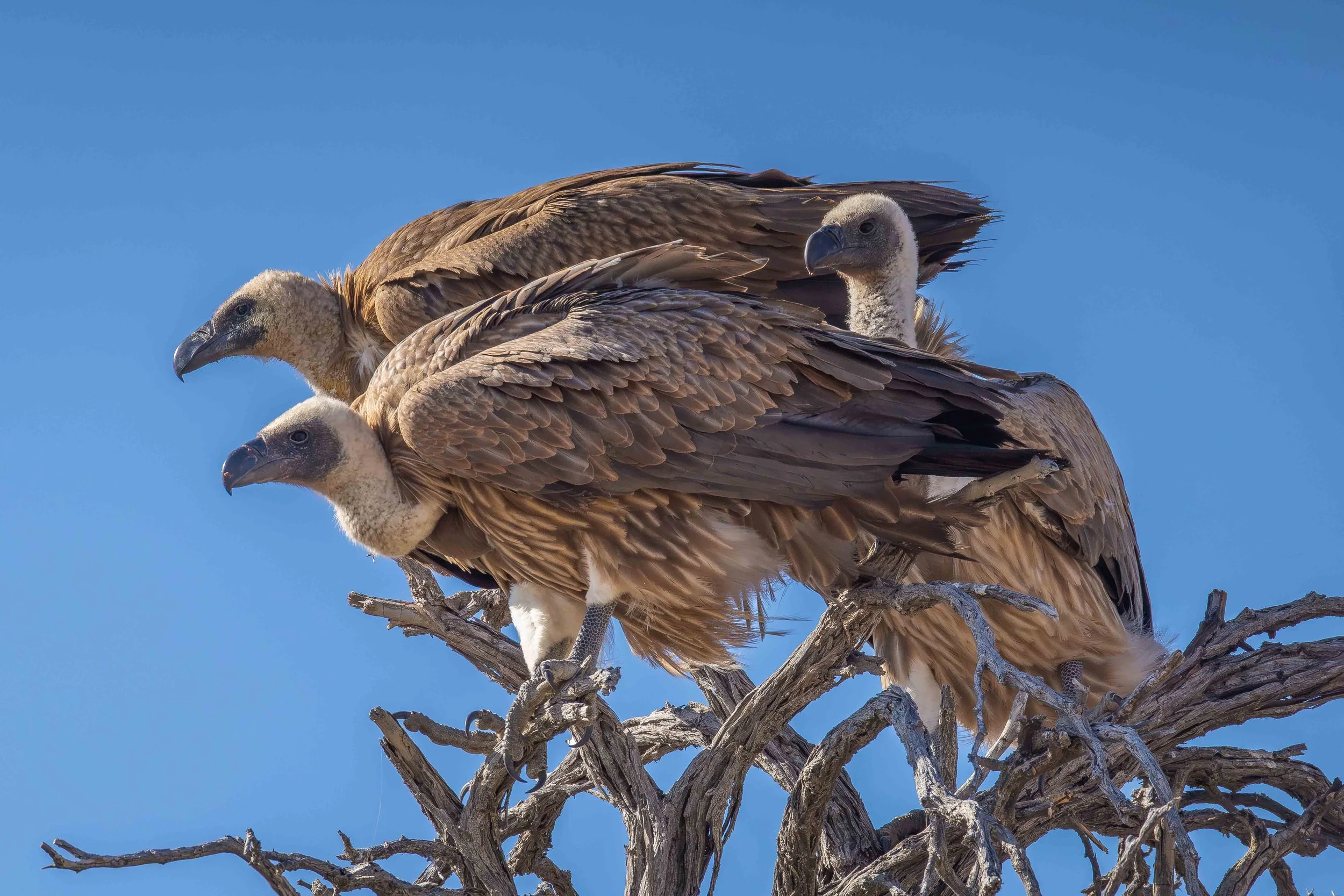 3 Cape Vultures -1 web copy.jpg