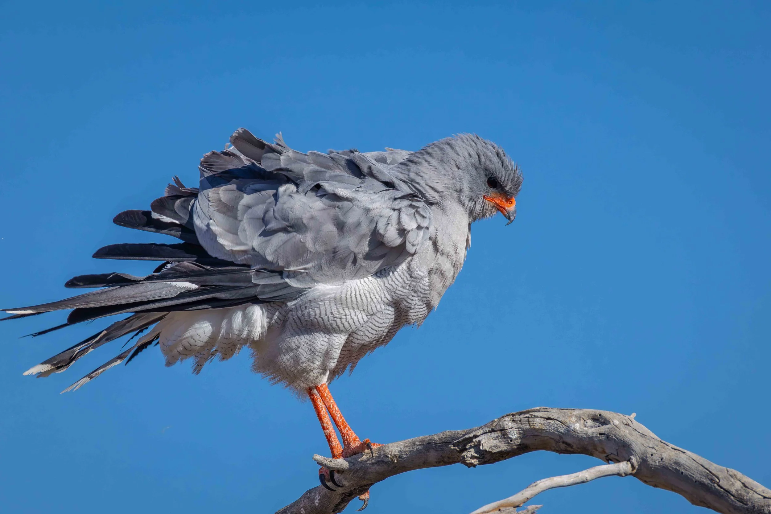 goshawk rustling feathers webcopy.jpg