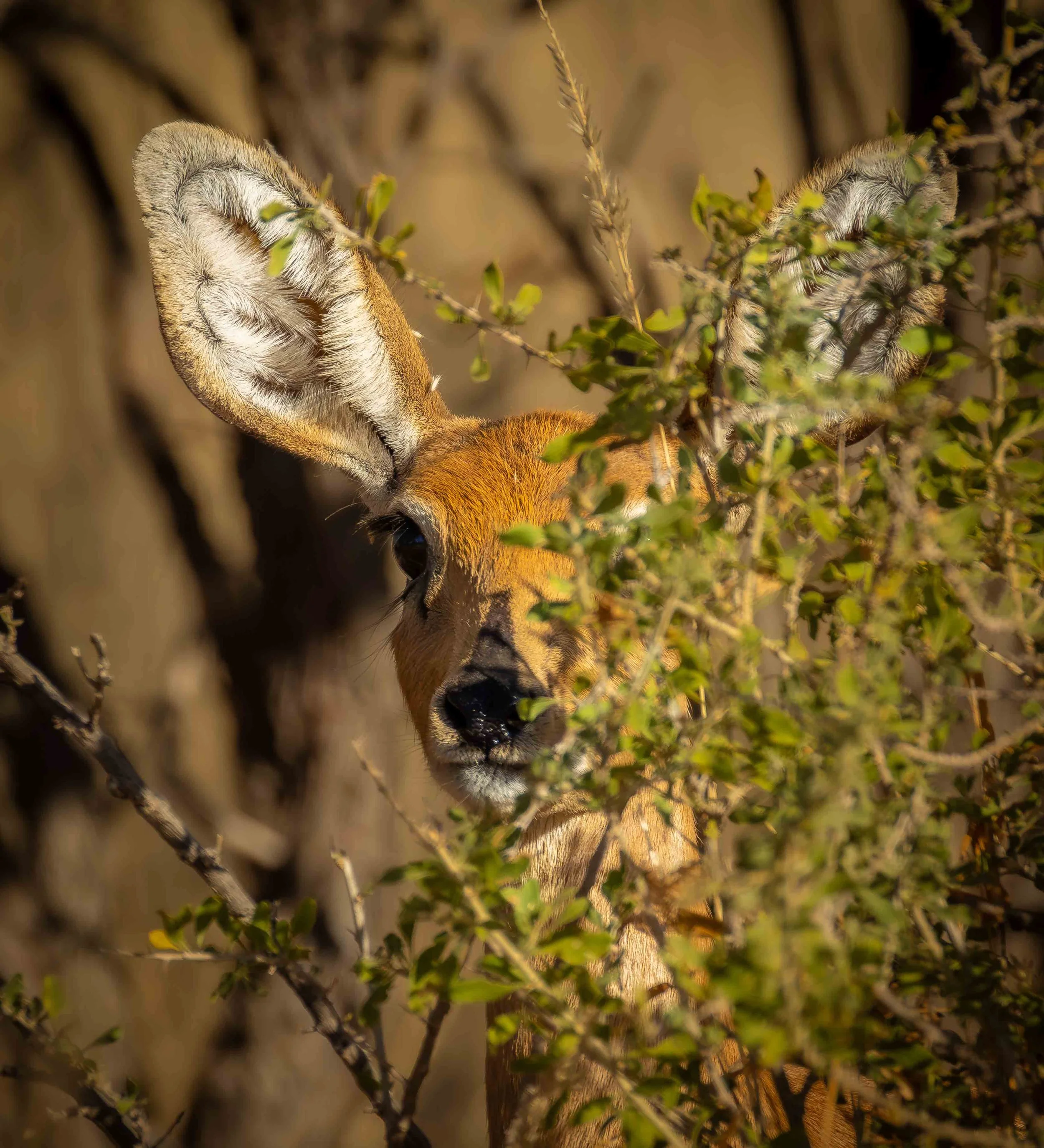 peeping steenbok webcopy.jpg