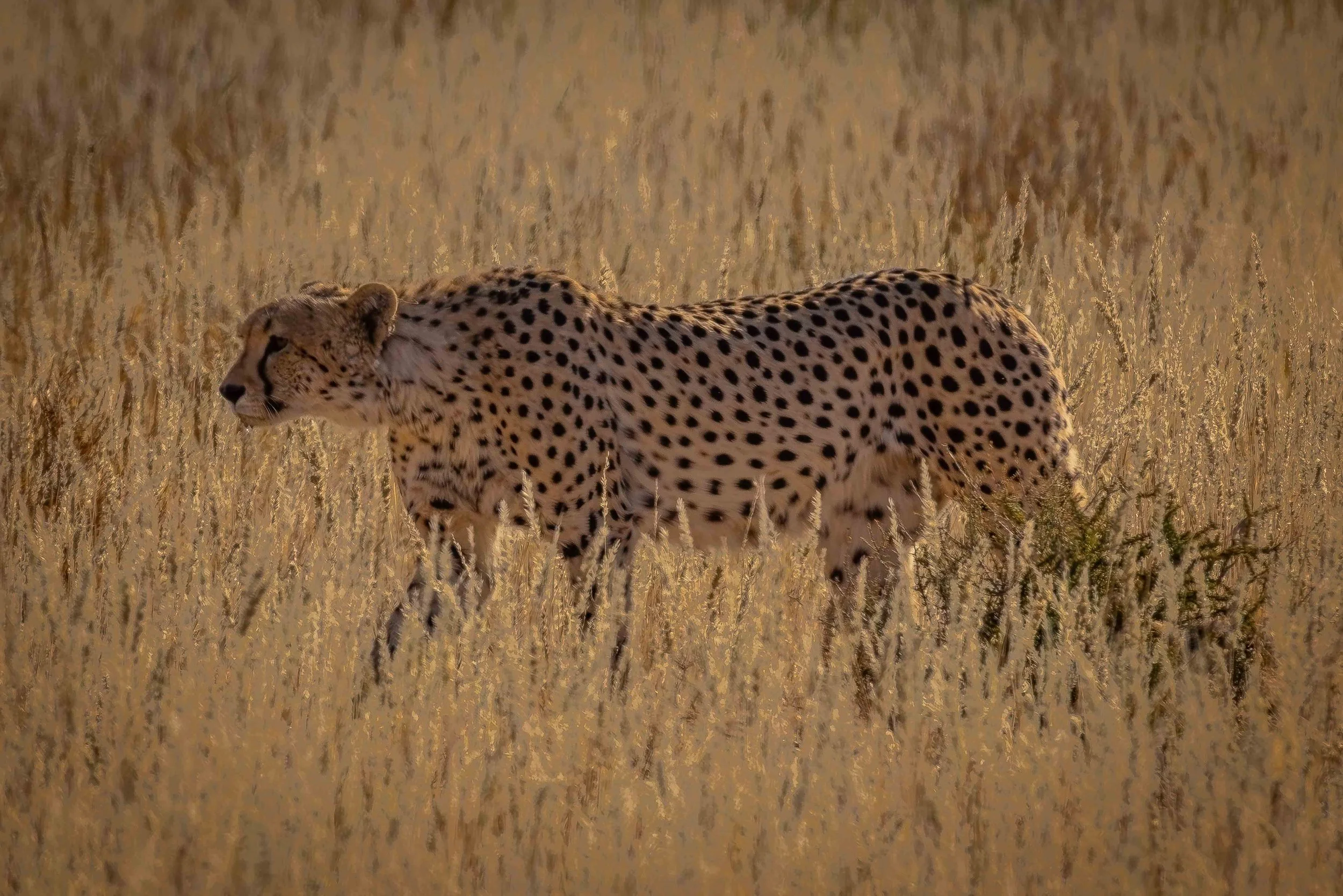 Safari - Wildlife Photography of the Kalahari