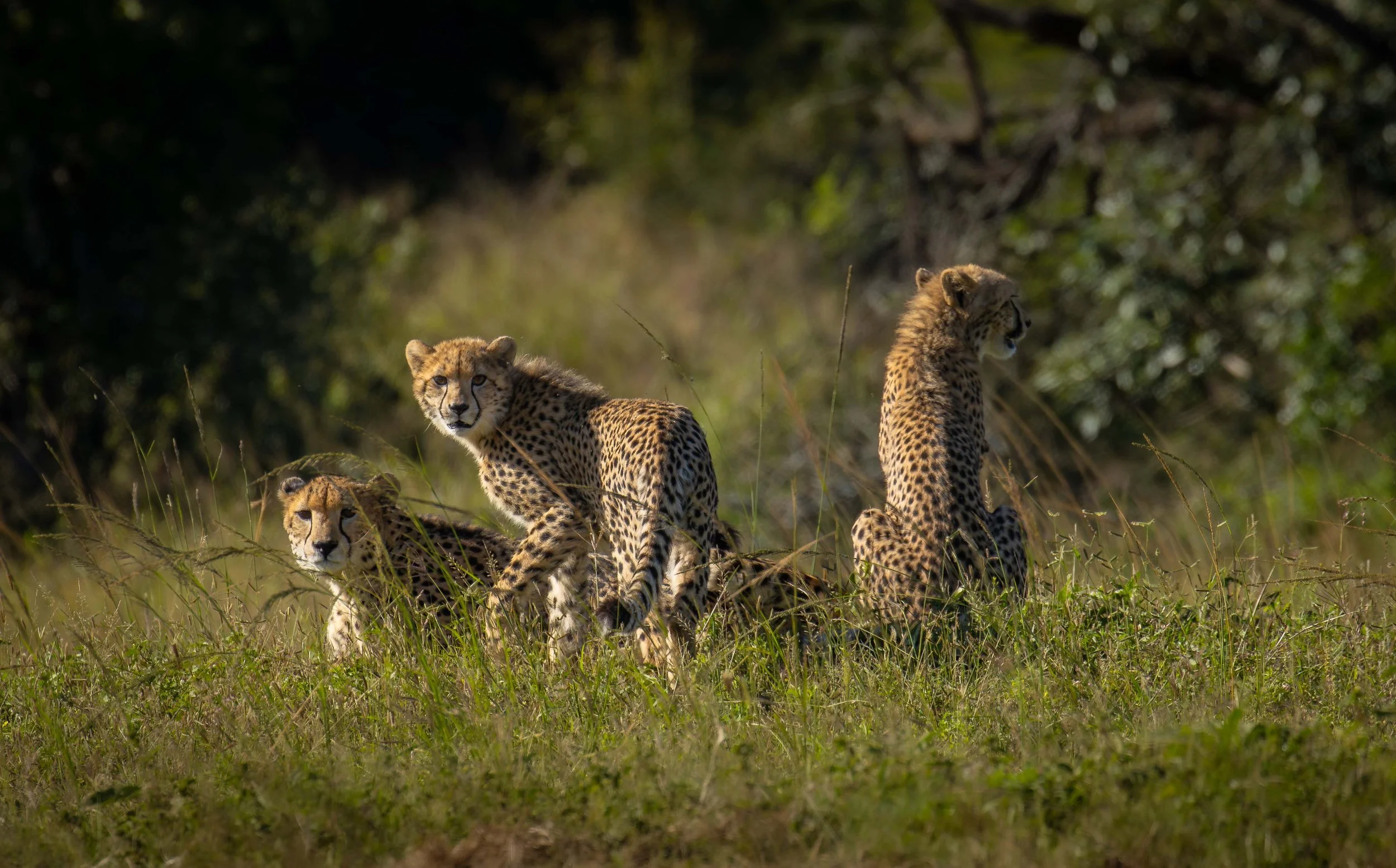 cheetah family1 copy website.jpg