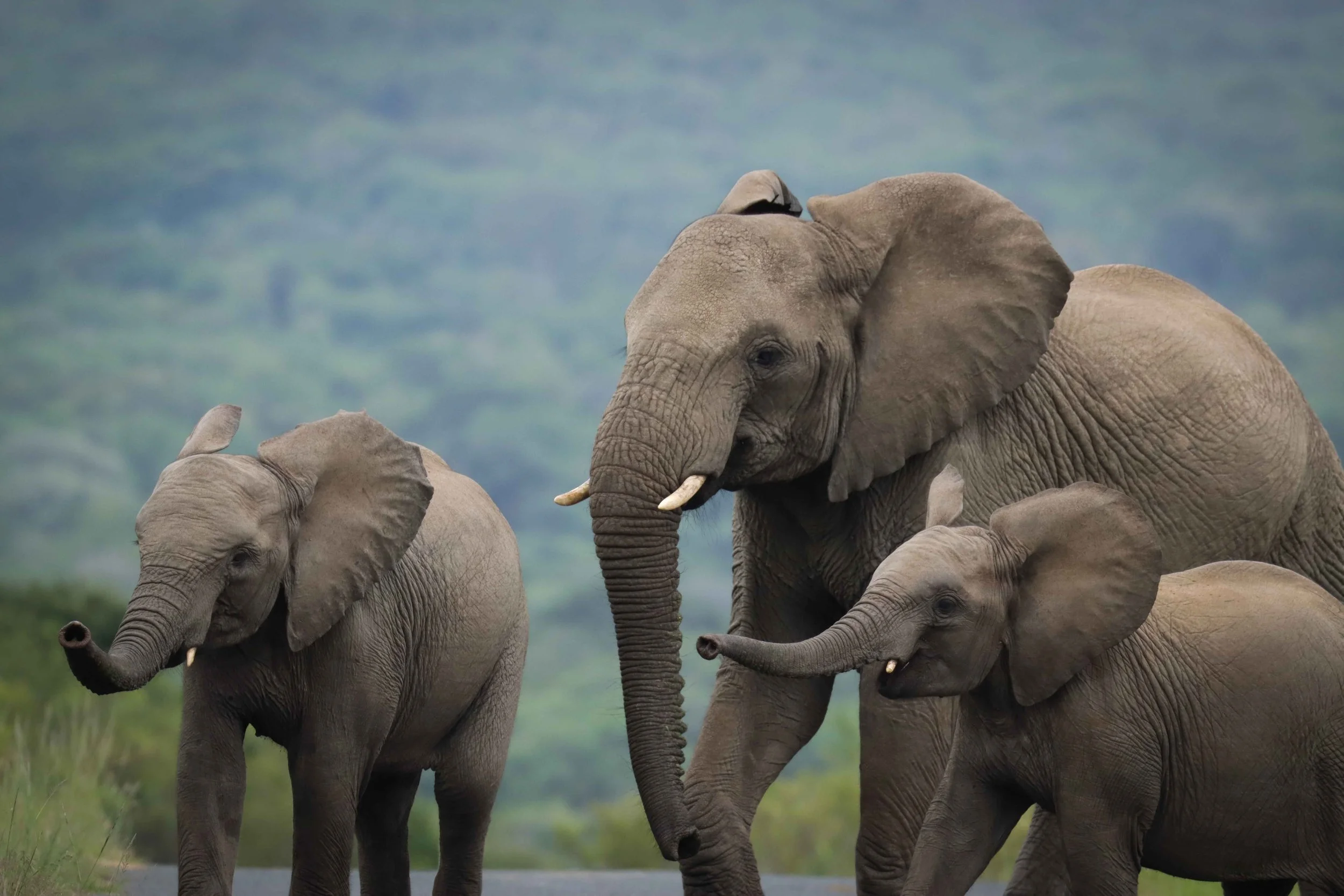 Elephant herd webcopy.jpg