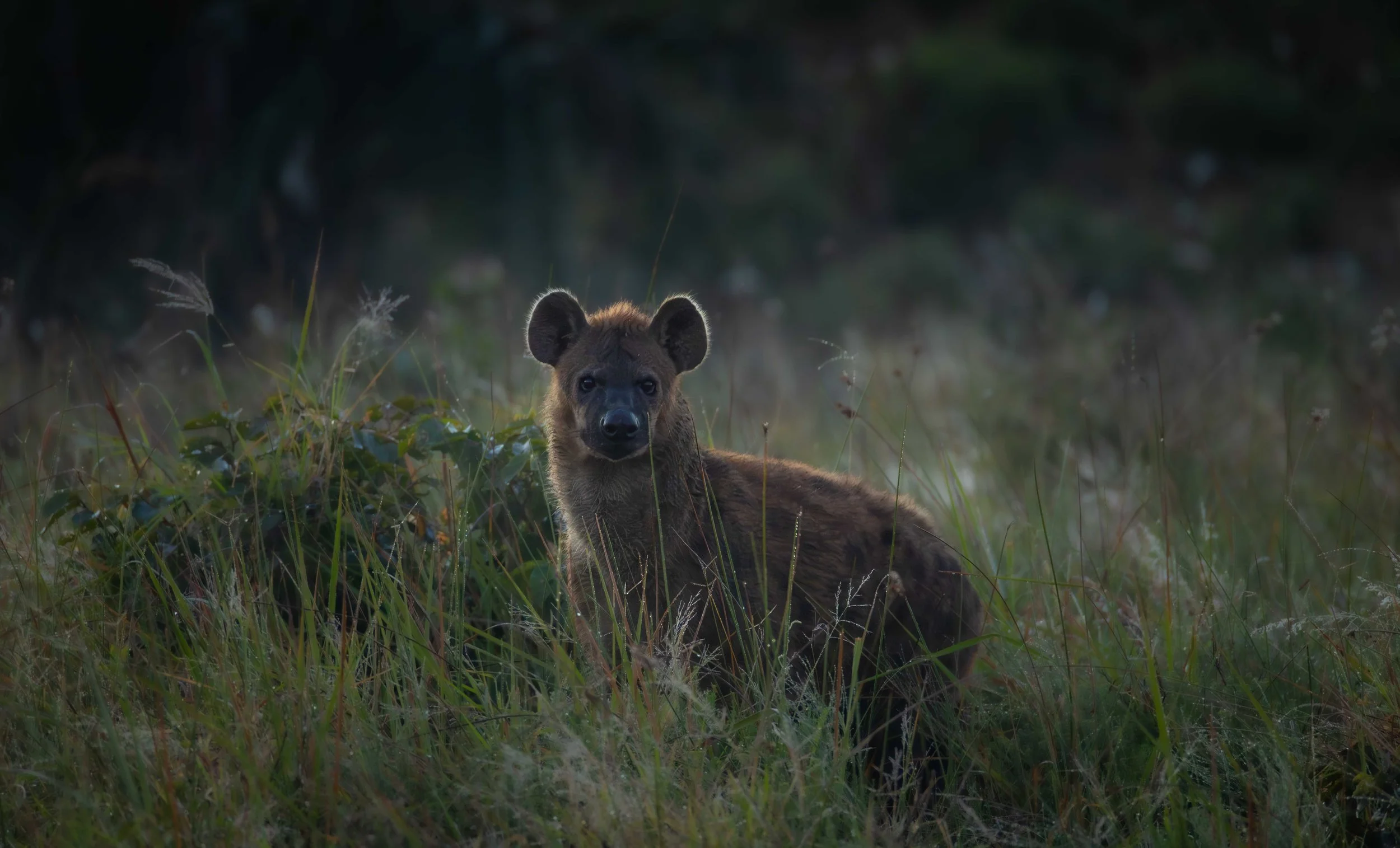 10 Essential Tips when going on an African Photo Safari