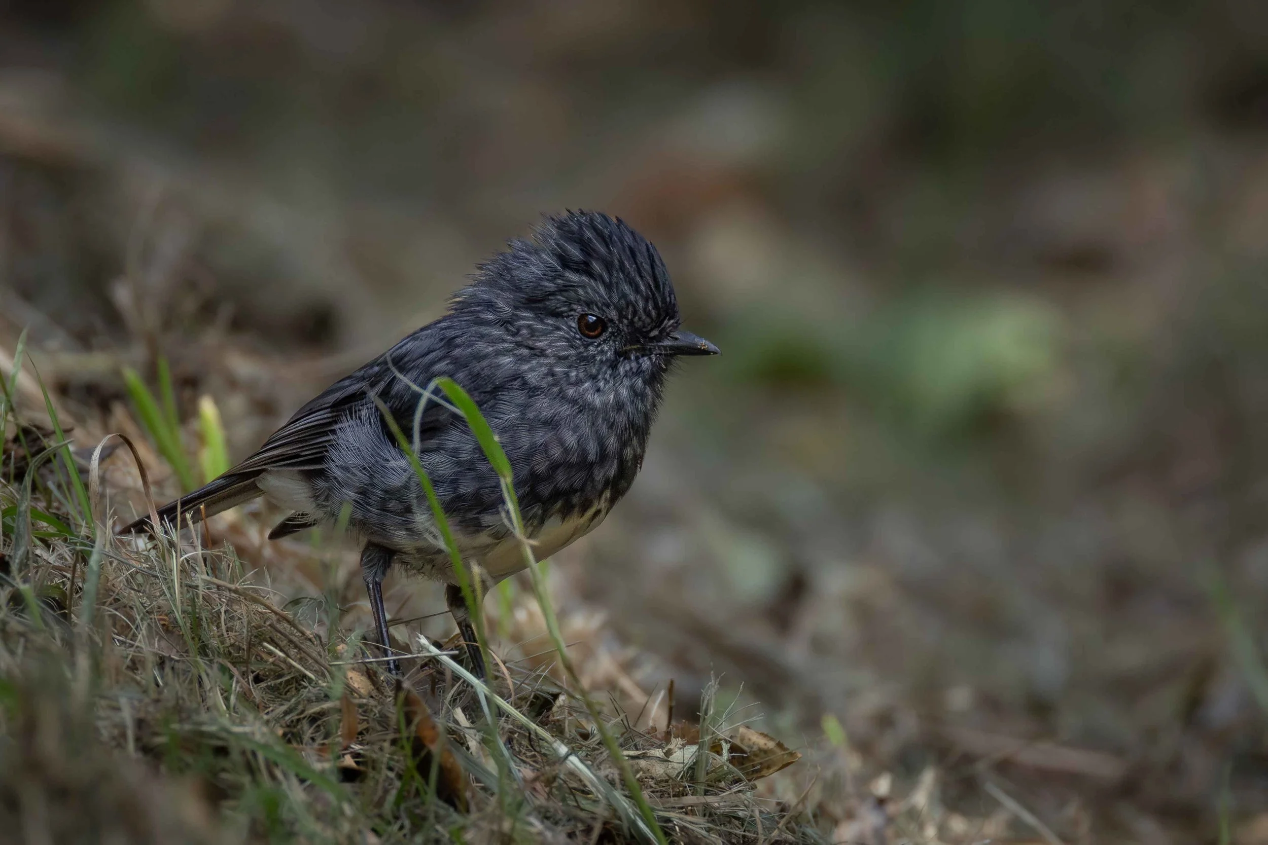 New Zealand Bird Photography – Capturing the Unique Birds of Aotearoa