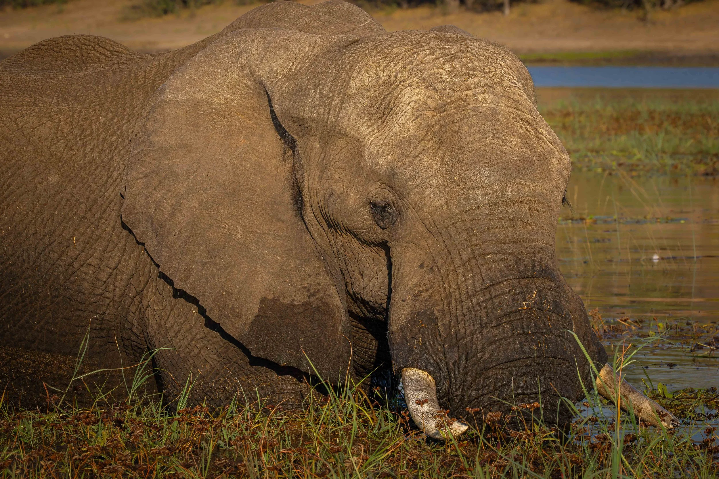 Travel tips for an African Wildlife Photo Safari