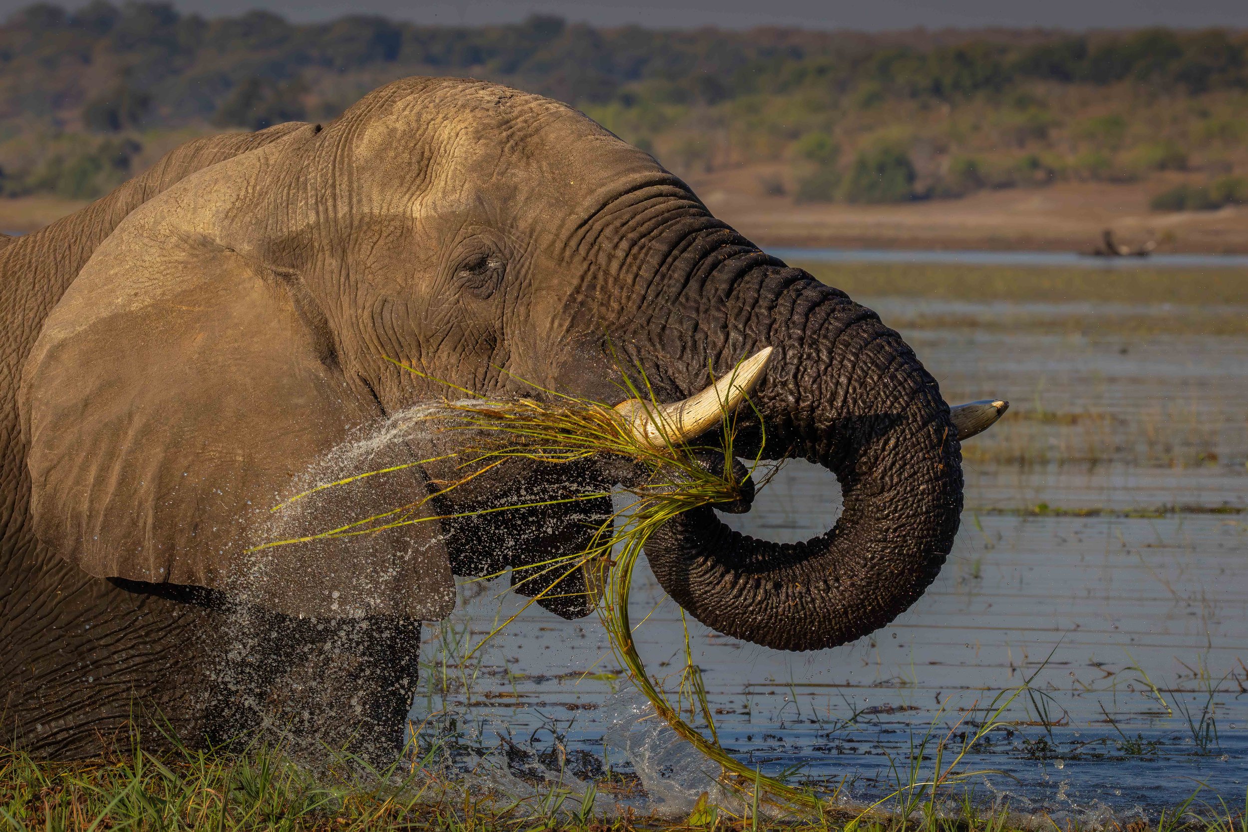 Professional Camera Setting choice for Wildlife Photography