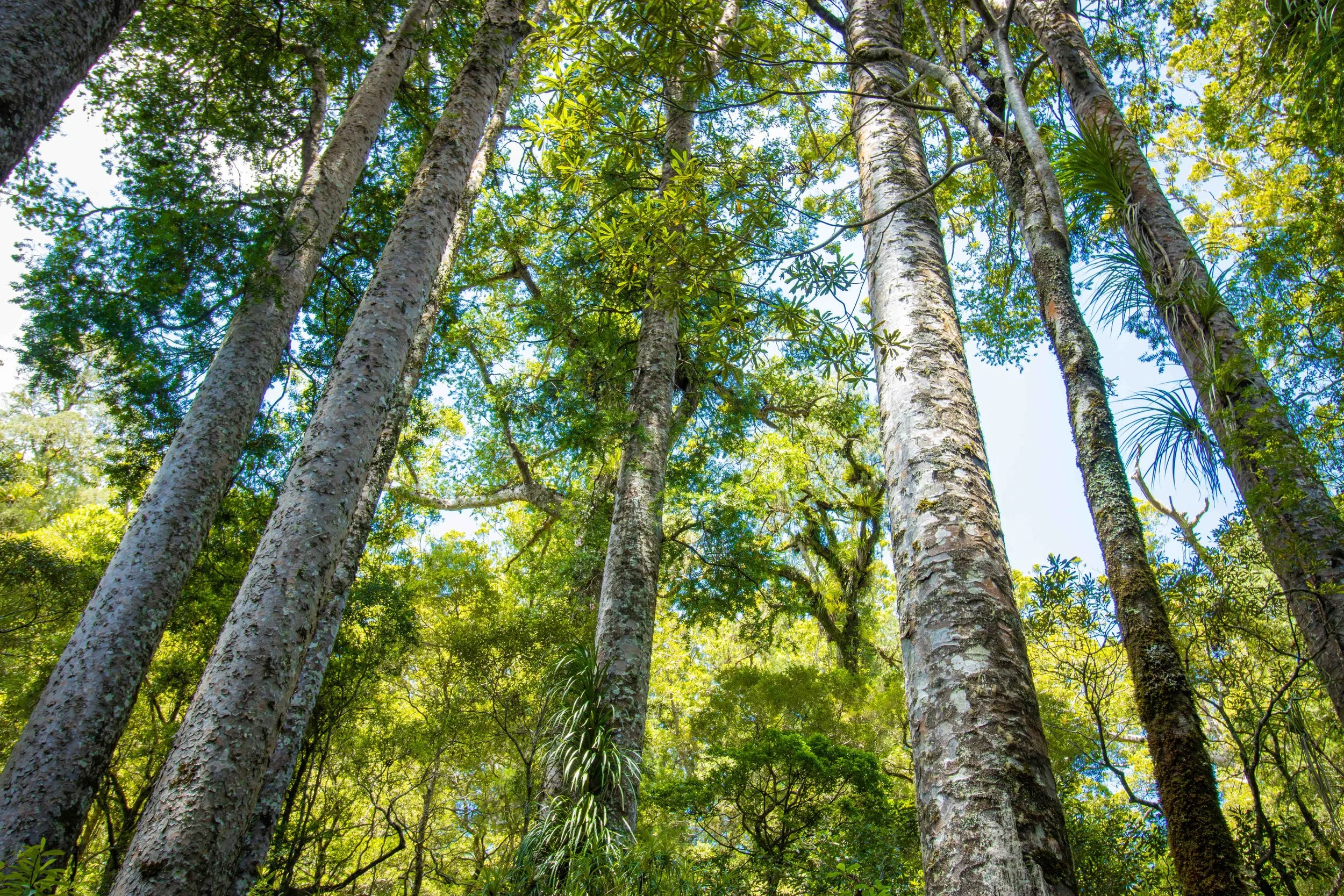 Photographing the Kings of the New Zealand Forests.