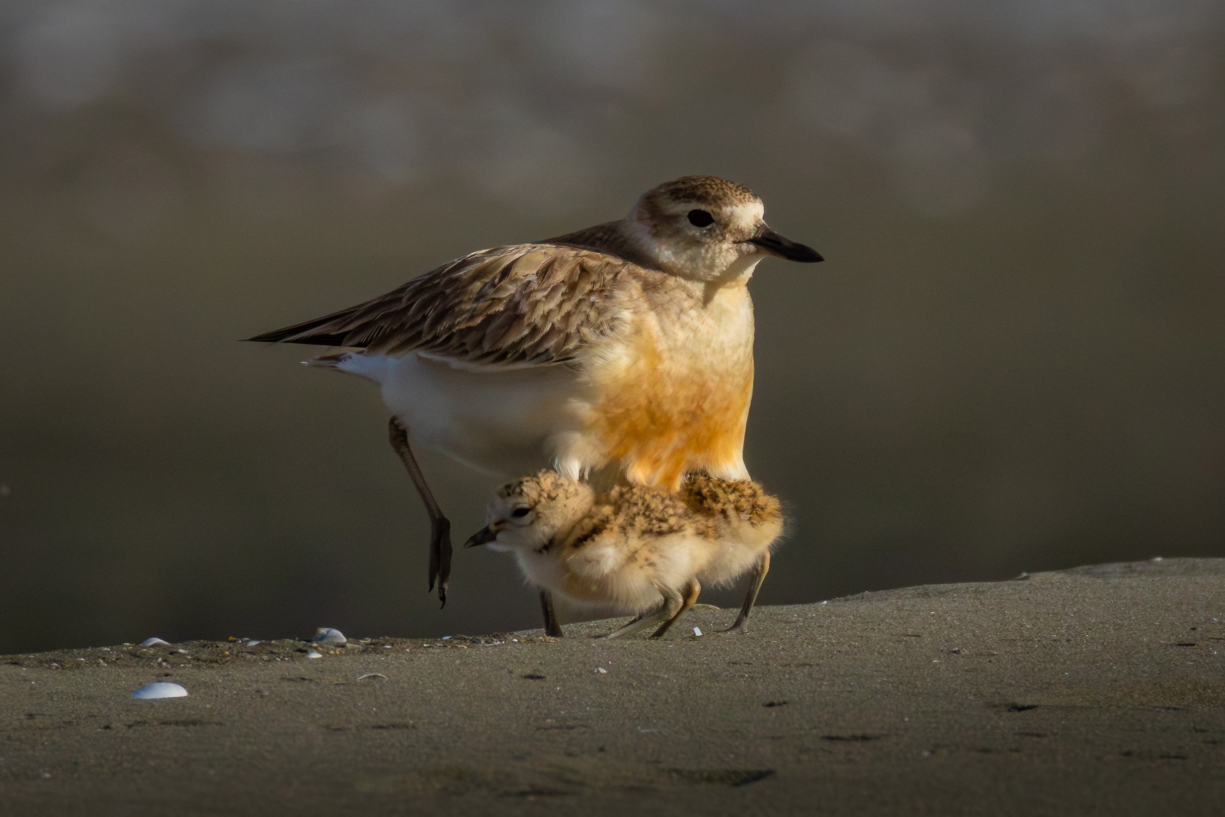 A small bird that has stolen my heart