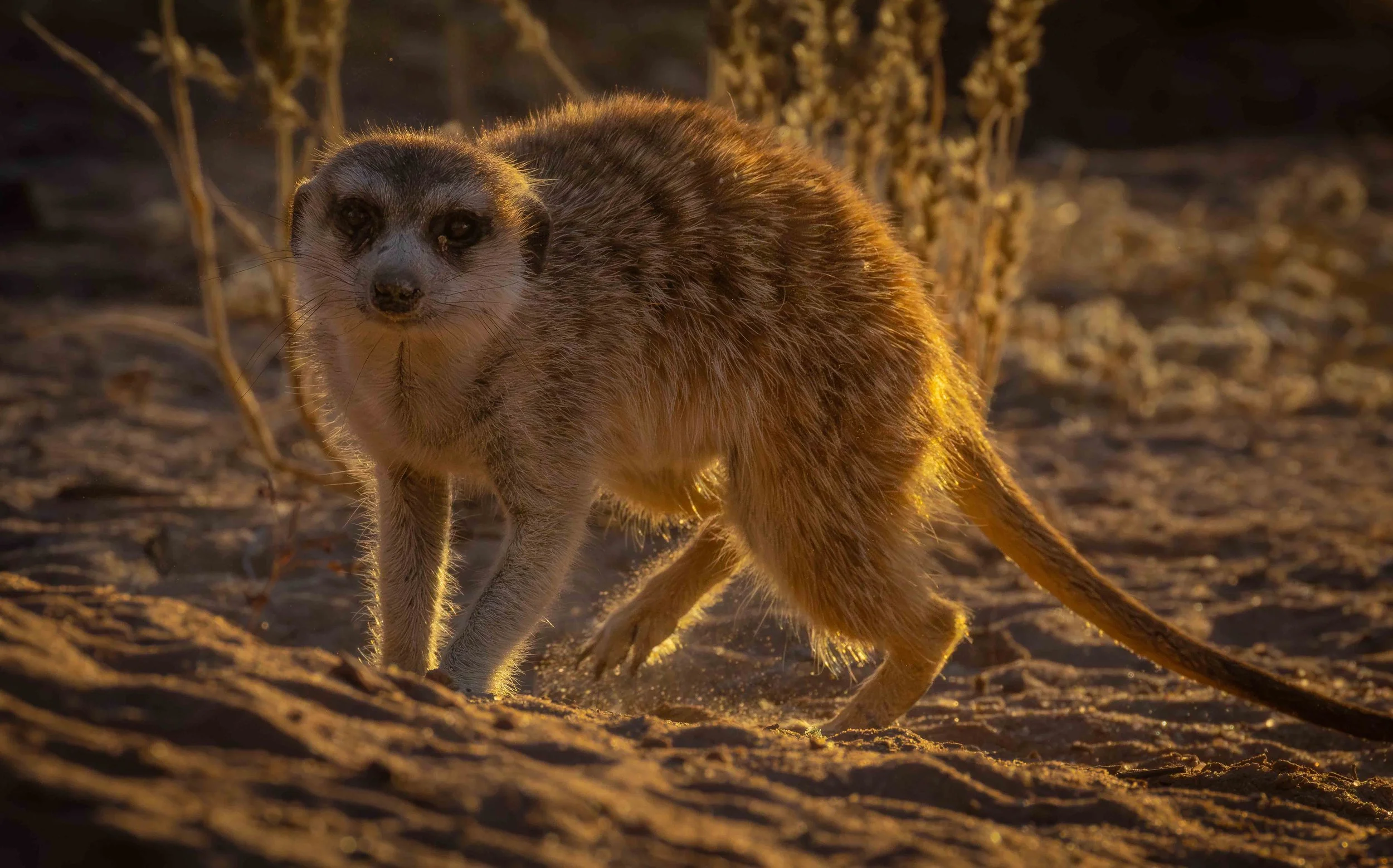 Photographing the Meerkats of the Kalahari-Deon van Rooyen
