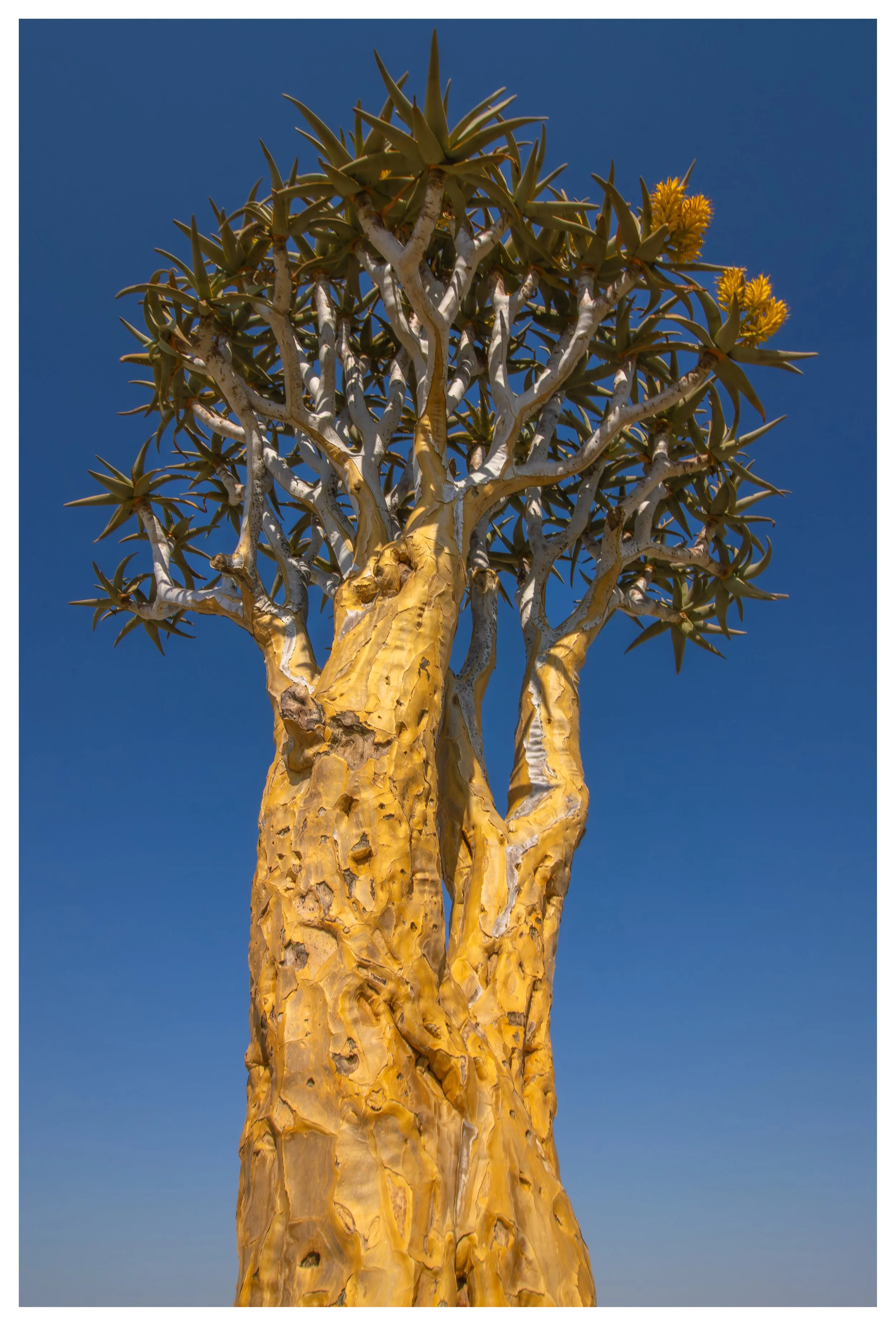 quiver tree 4 framed.jpg