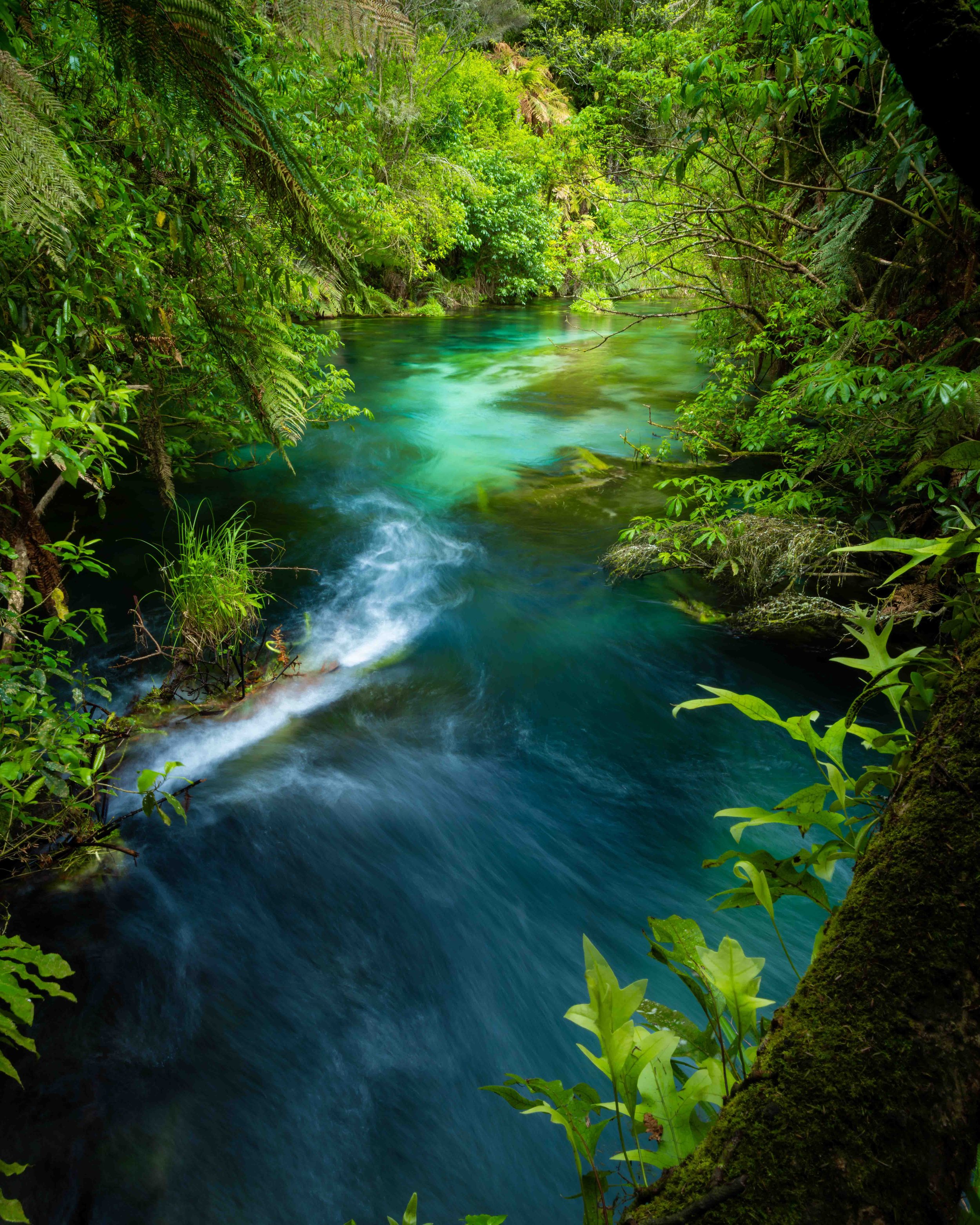 Photographing the Purest Water on Earth: The Putaruru Blue Springs, New Zealand