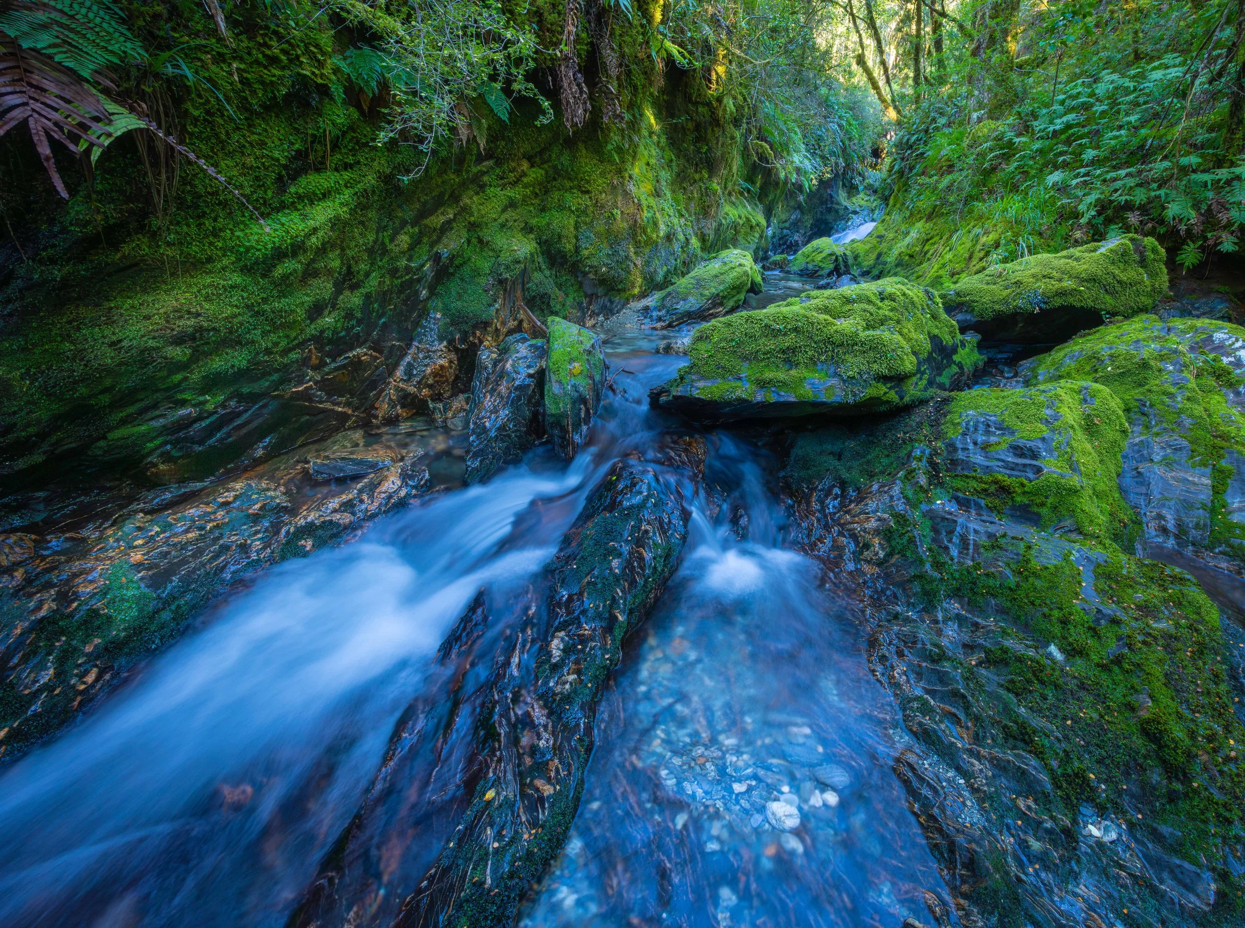 New Zealand Rainforest Landscapes