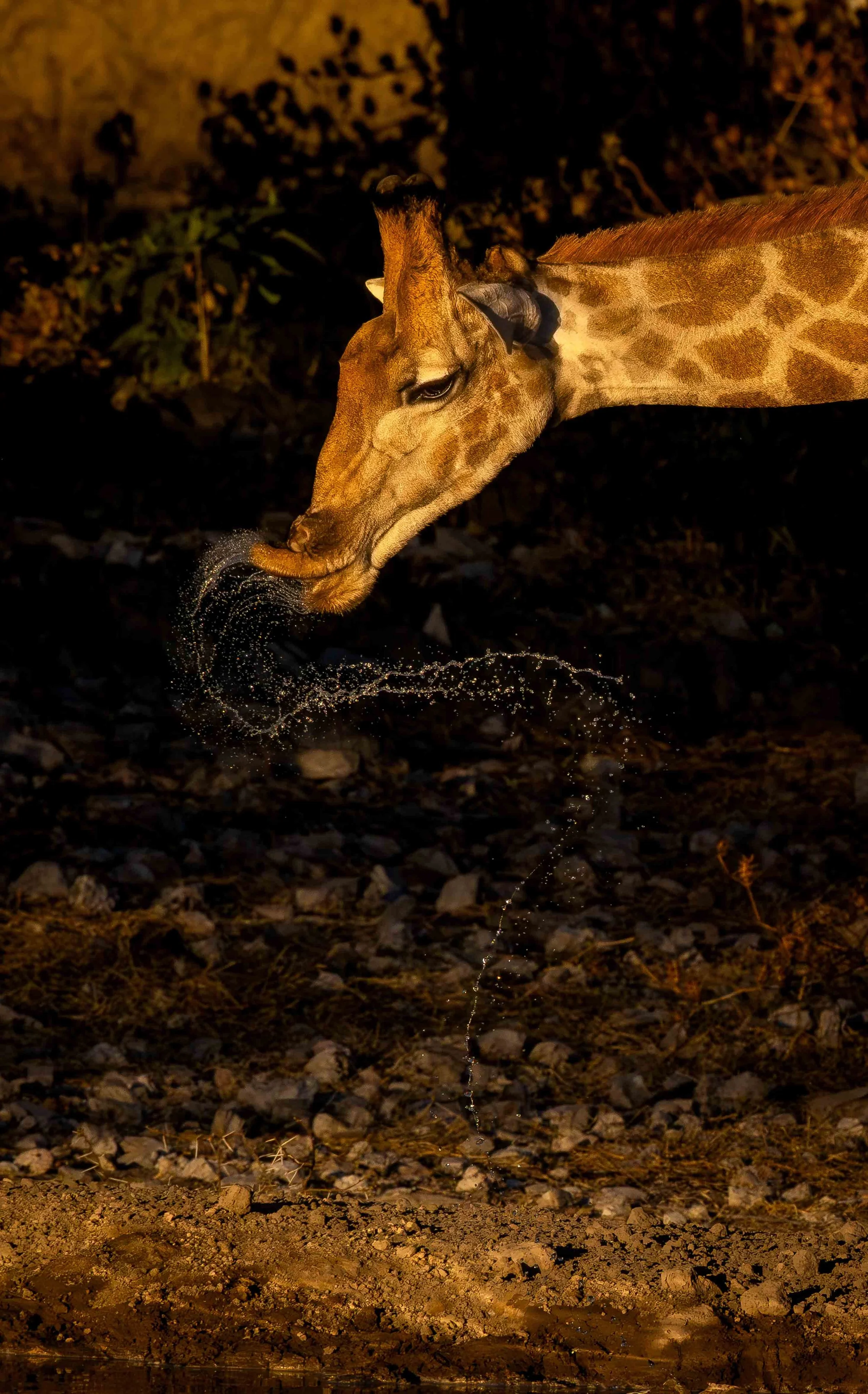 giraffe drinking 2a (1 of 1) web copy.jpg