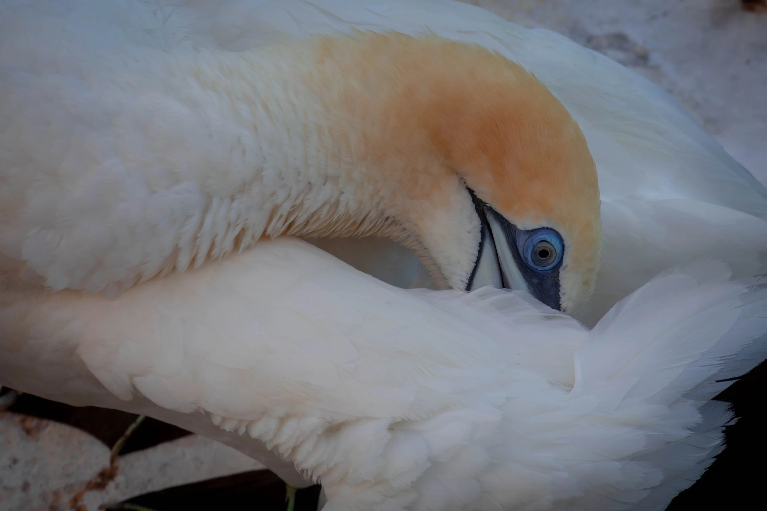 _Y9A0088-Enhanced-NR.jpg