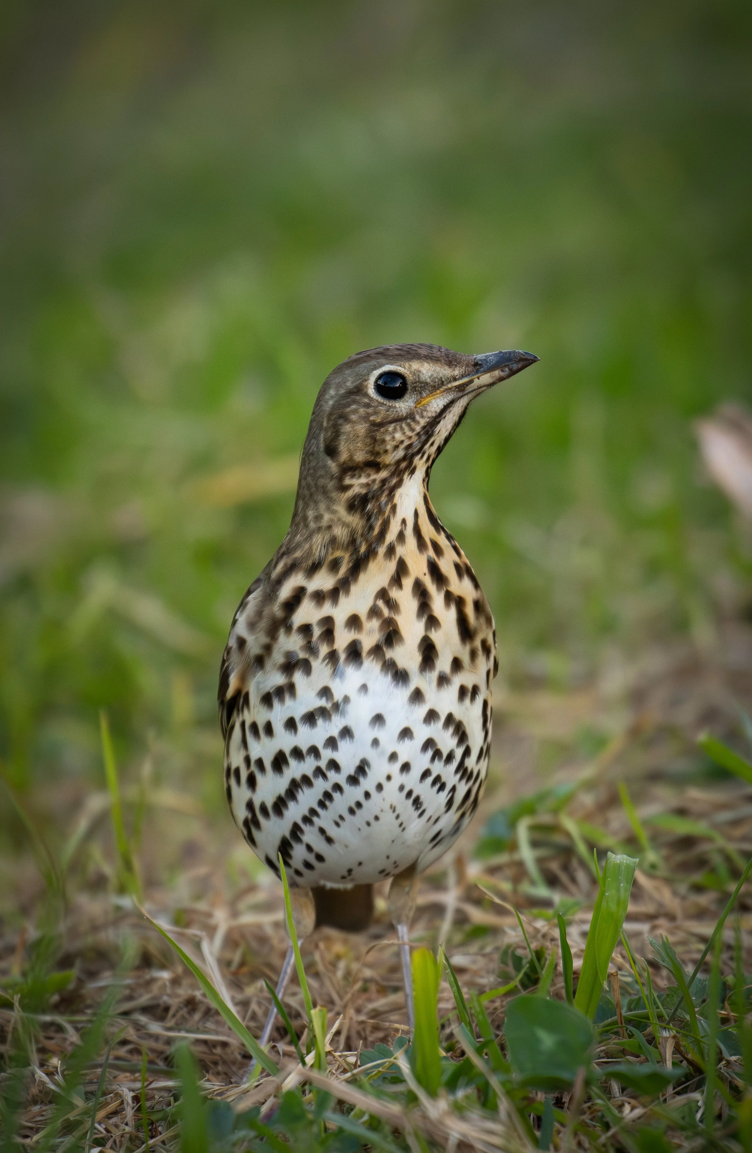 Song Thrush