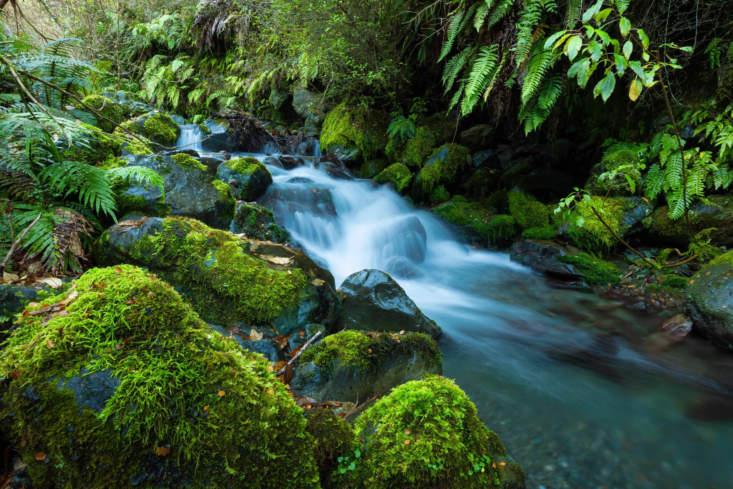New Zealand Rainforest Landscapes