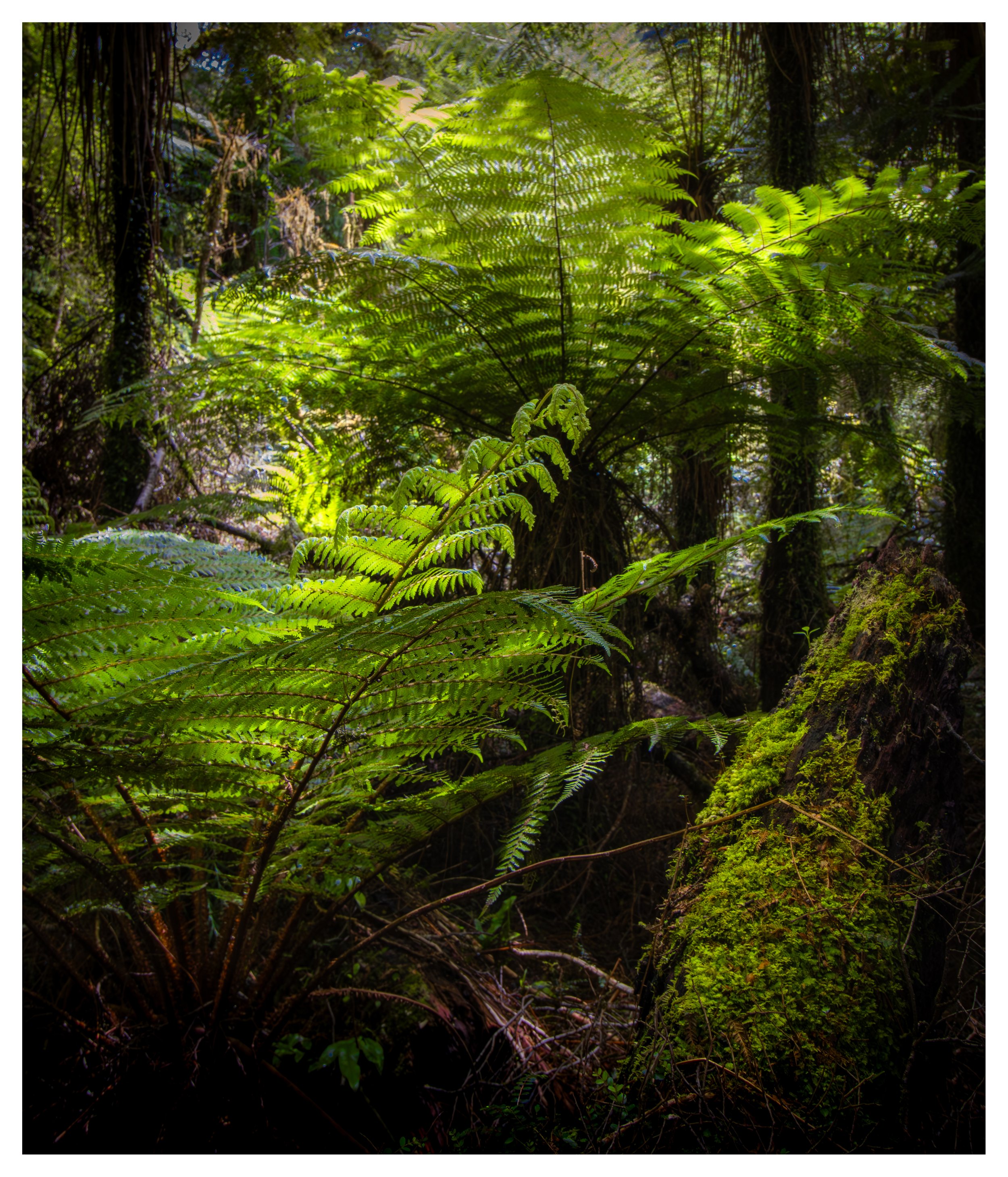 Giant Fern trees, Milford Sound, New Zealand