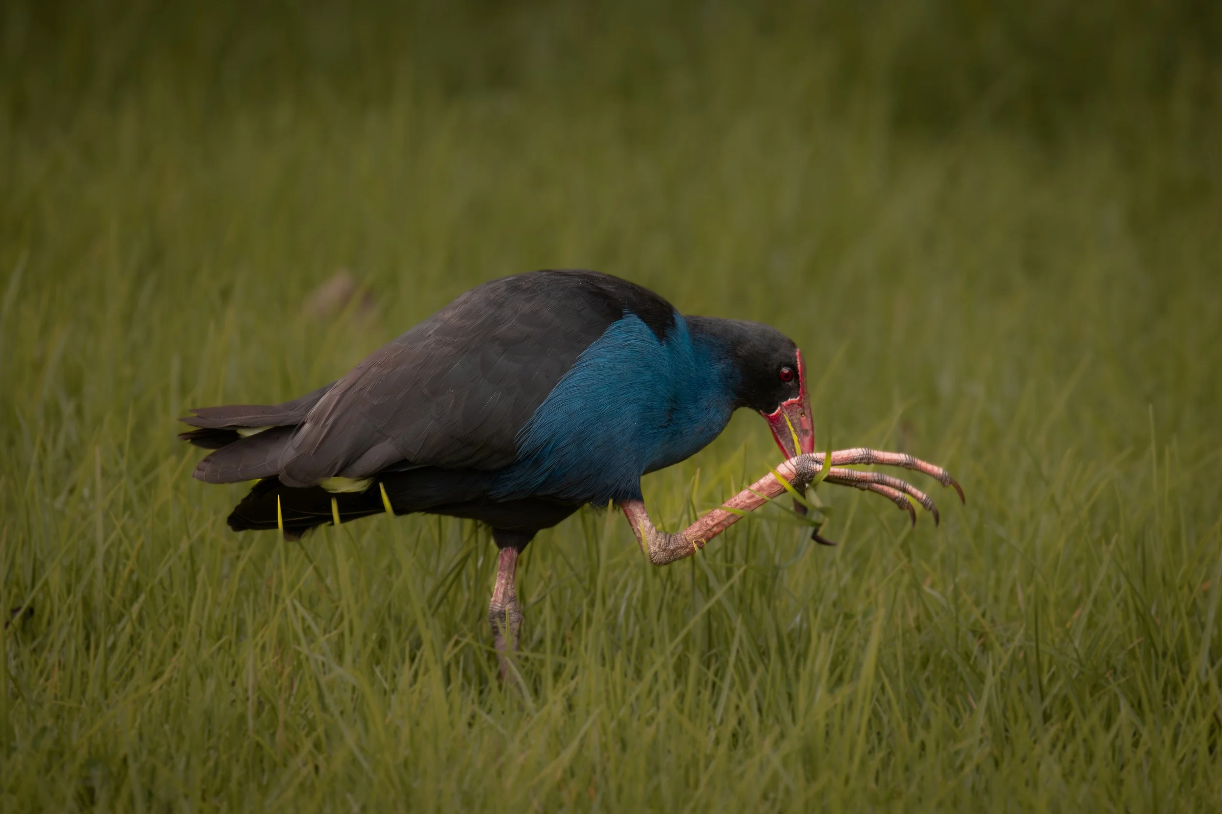 The Pukekho Bird of New Zealand