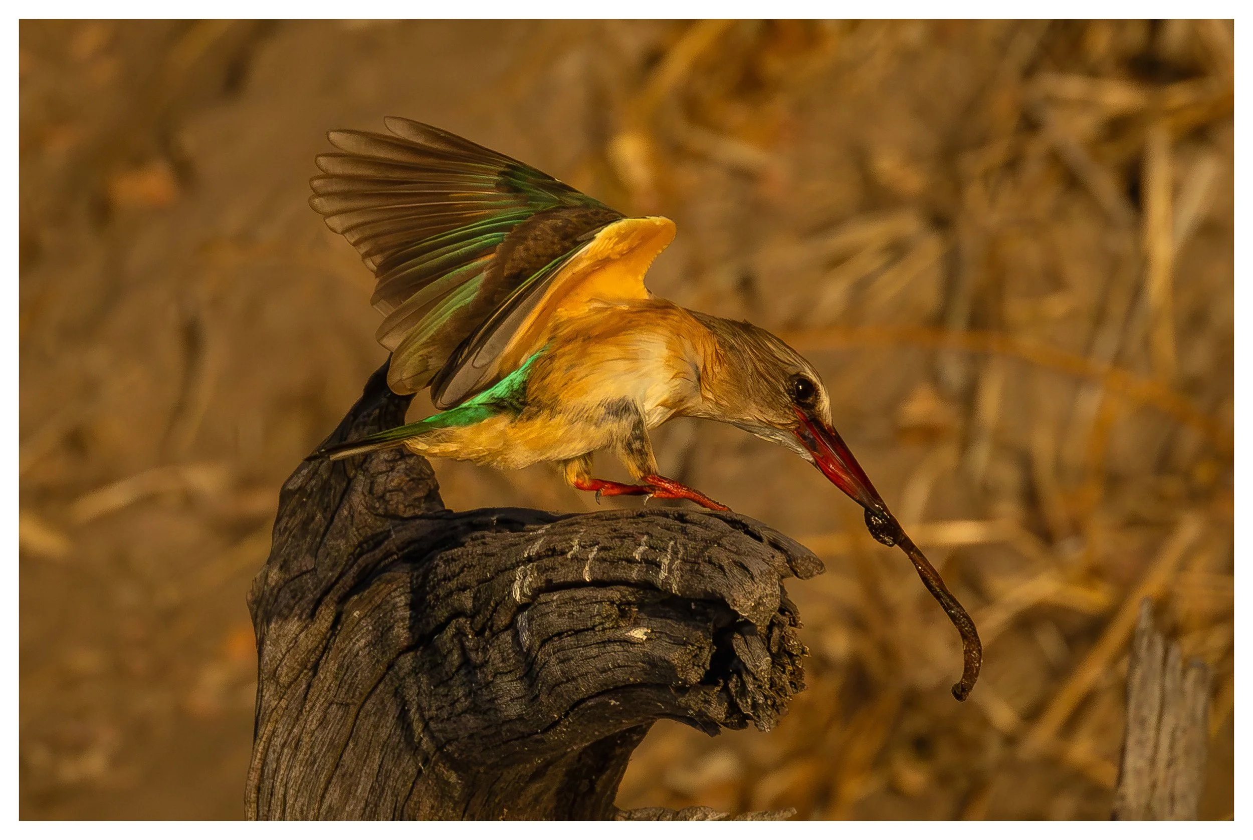 Brown hooded Kingfisher in action (A3 size)