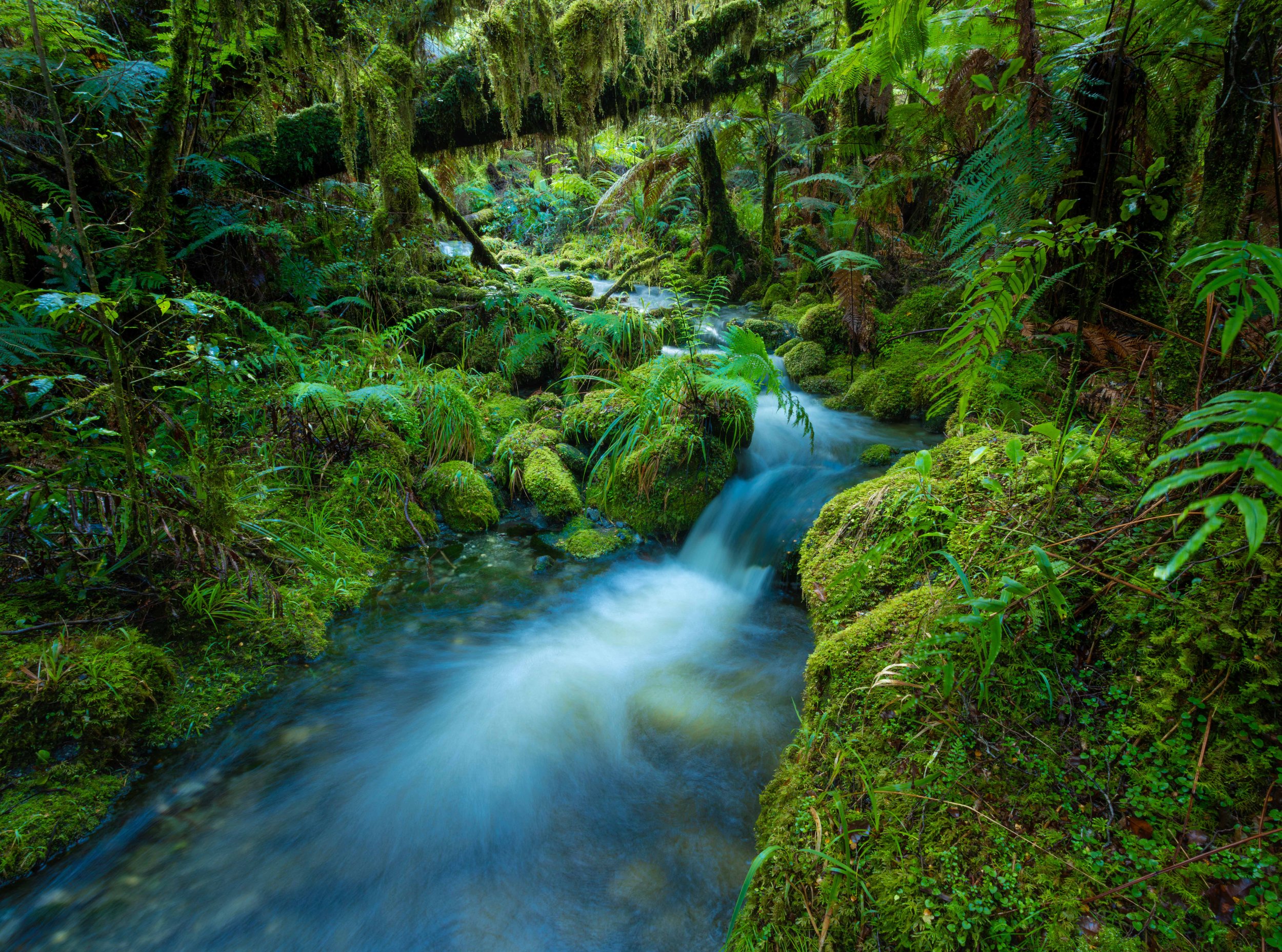 Secrets of the Fiordland in New Zealand
