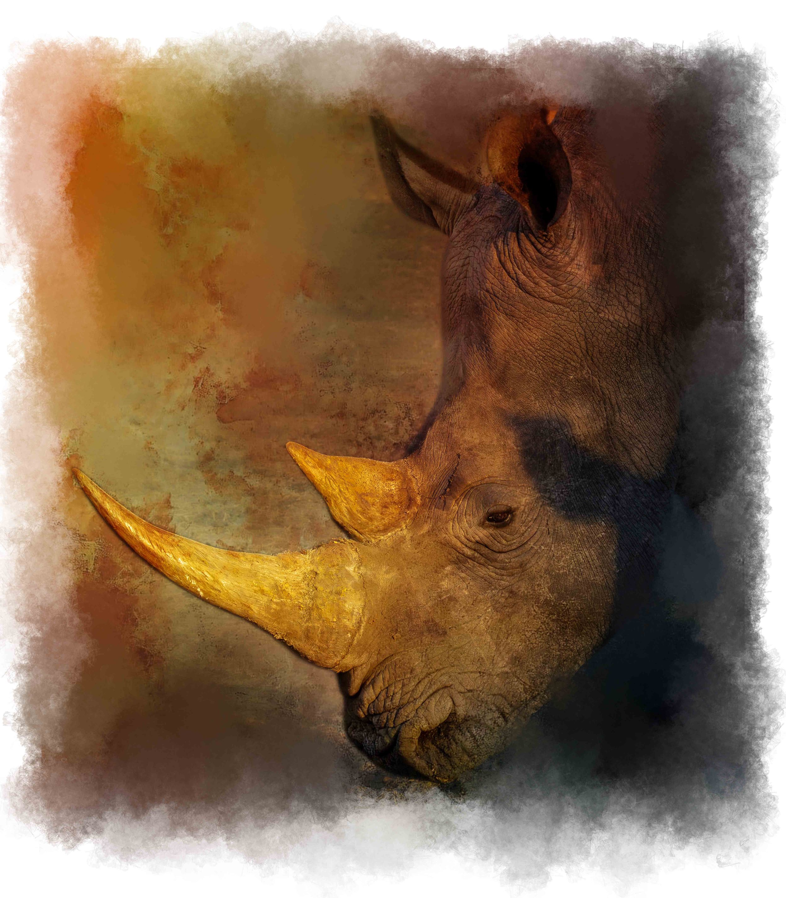 Golden light, African White Rhino Fine Art Photography