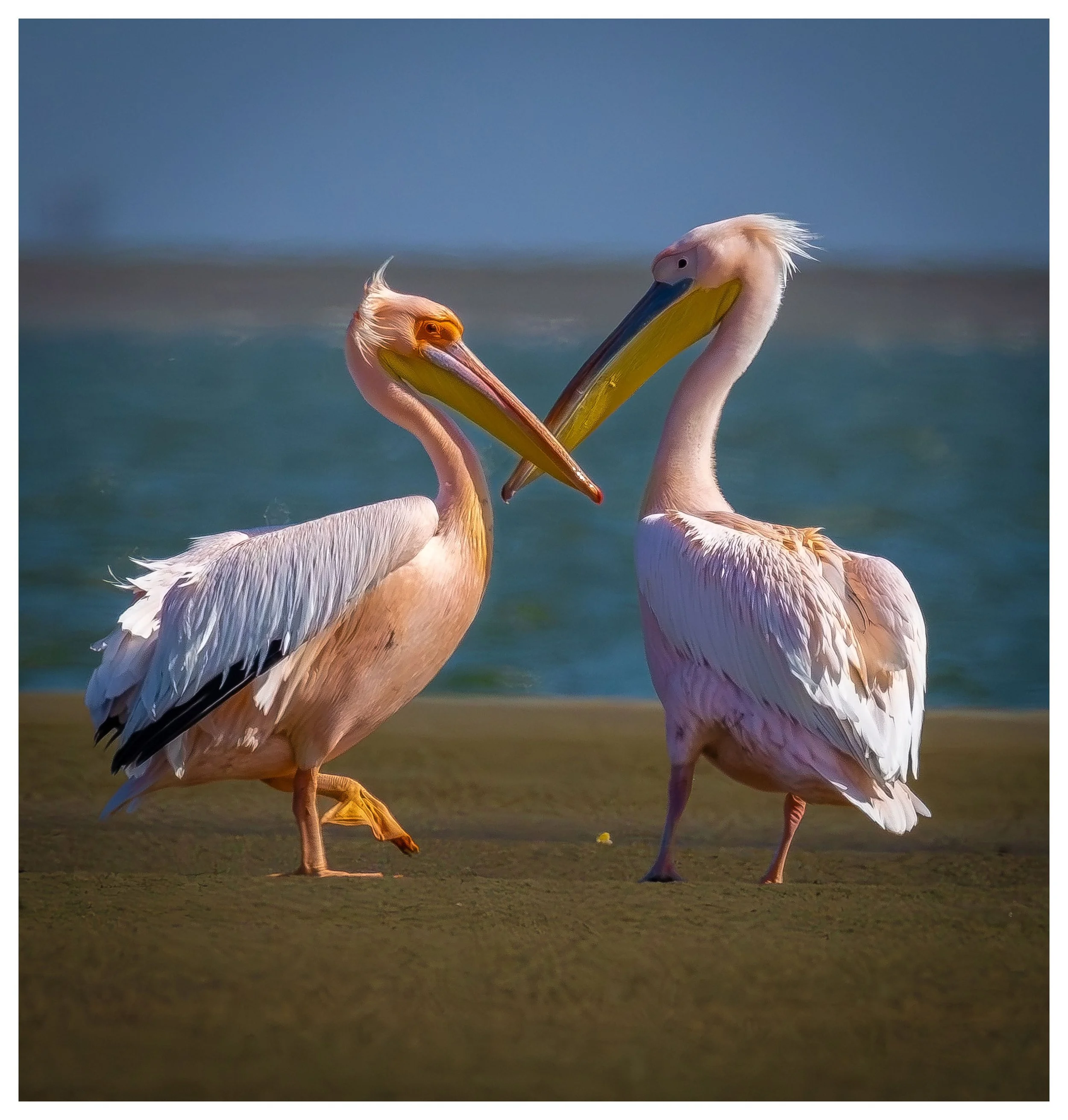 A Pelican Affair (A2 Fine Art Print)