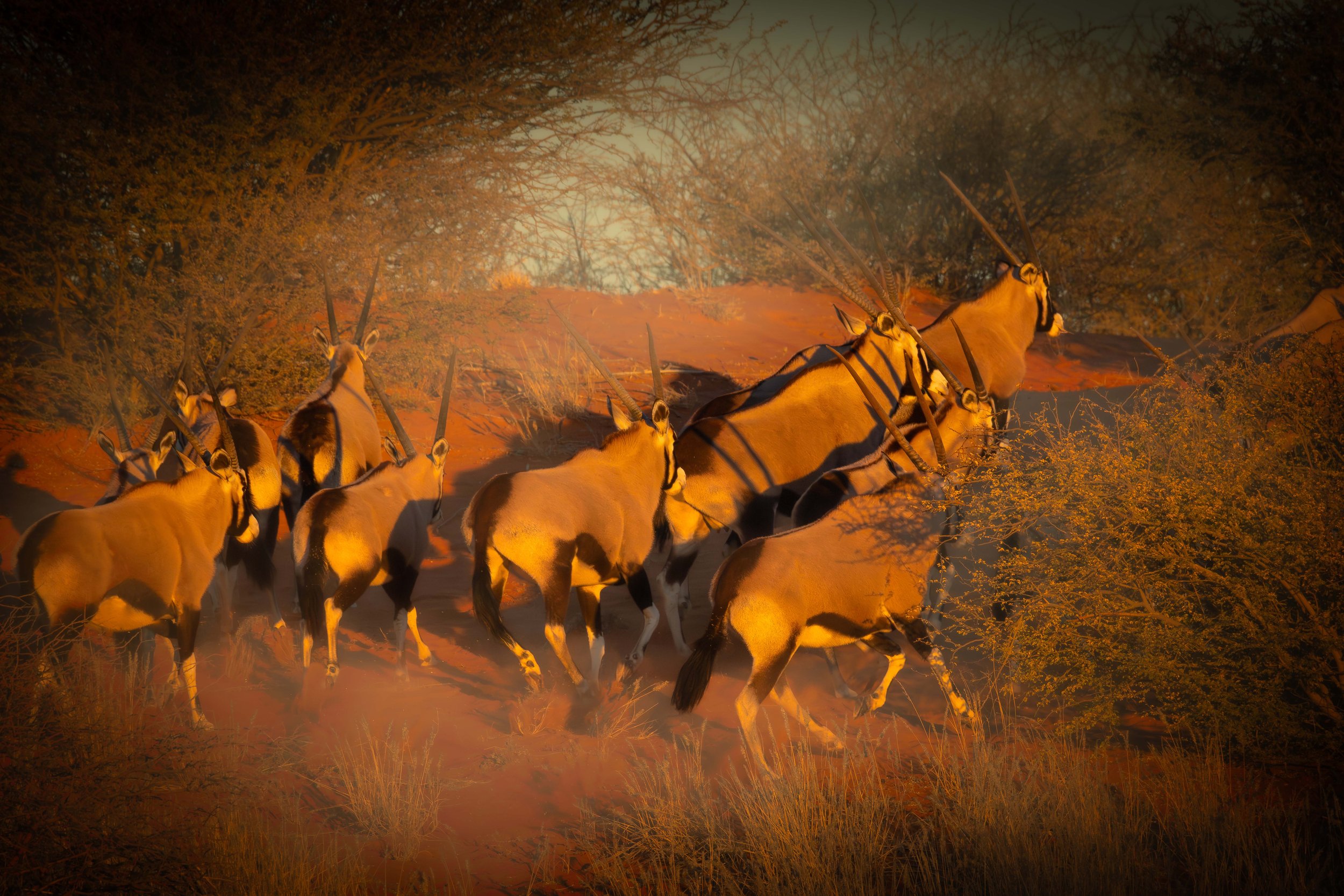 Gemsbok on the run wbcopy.jpg