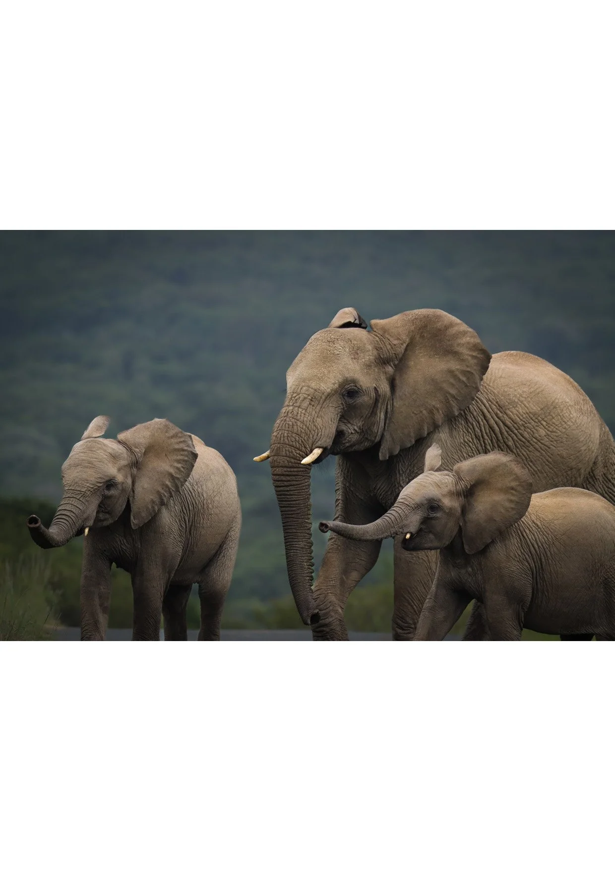 A3 (297mmx420mm) African Elephants photographed in Zululand South Africa