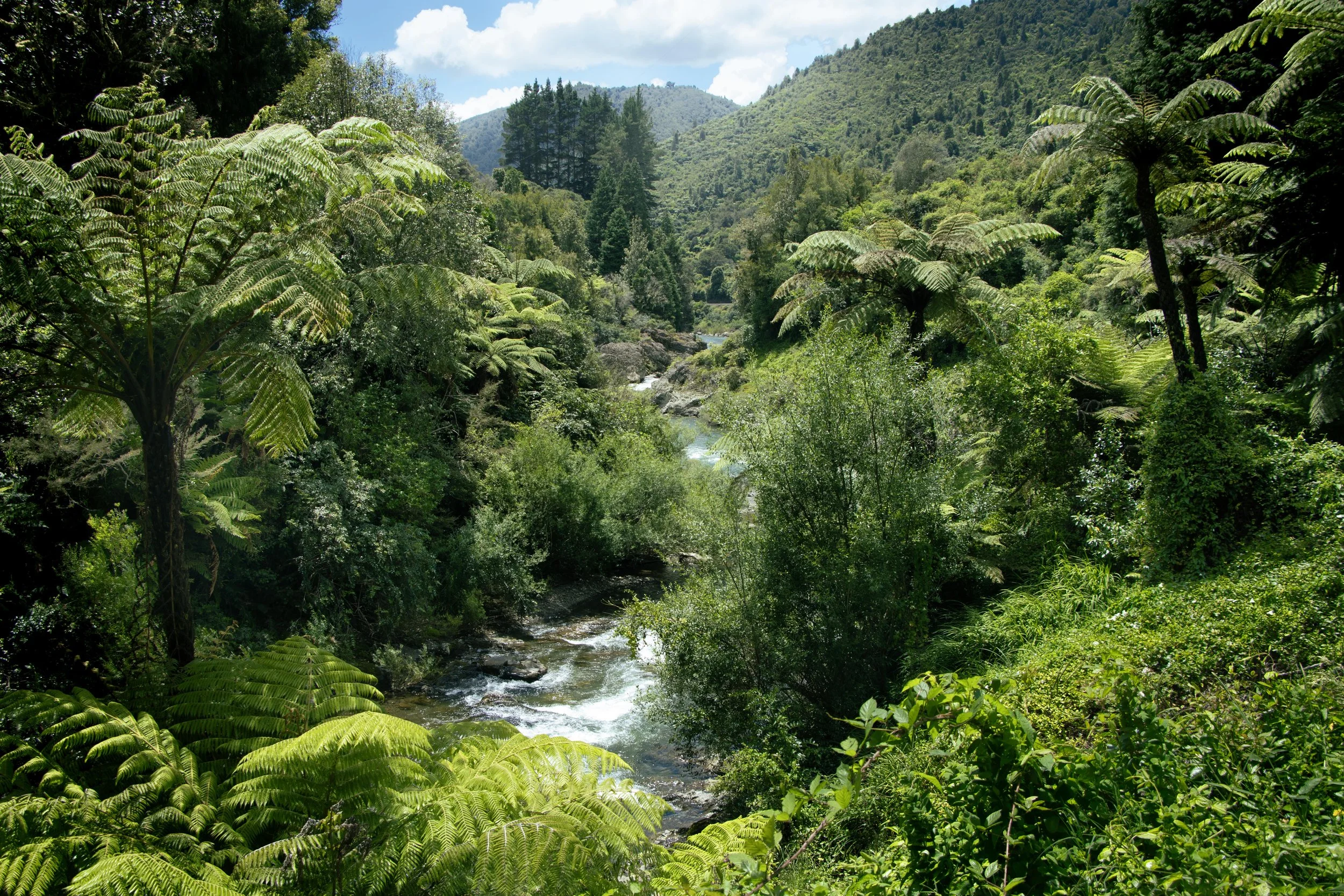 Lush green rainforest with trees and bushes surrounding a river flowing through the valley, with hills in the background under a partly cloudy sky.
