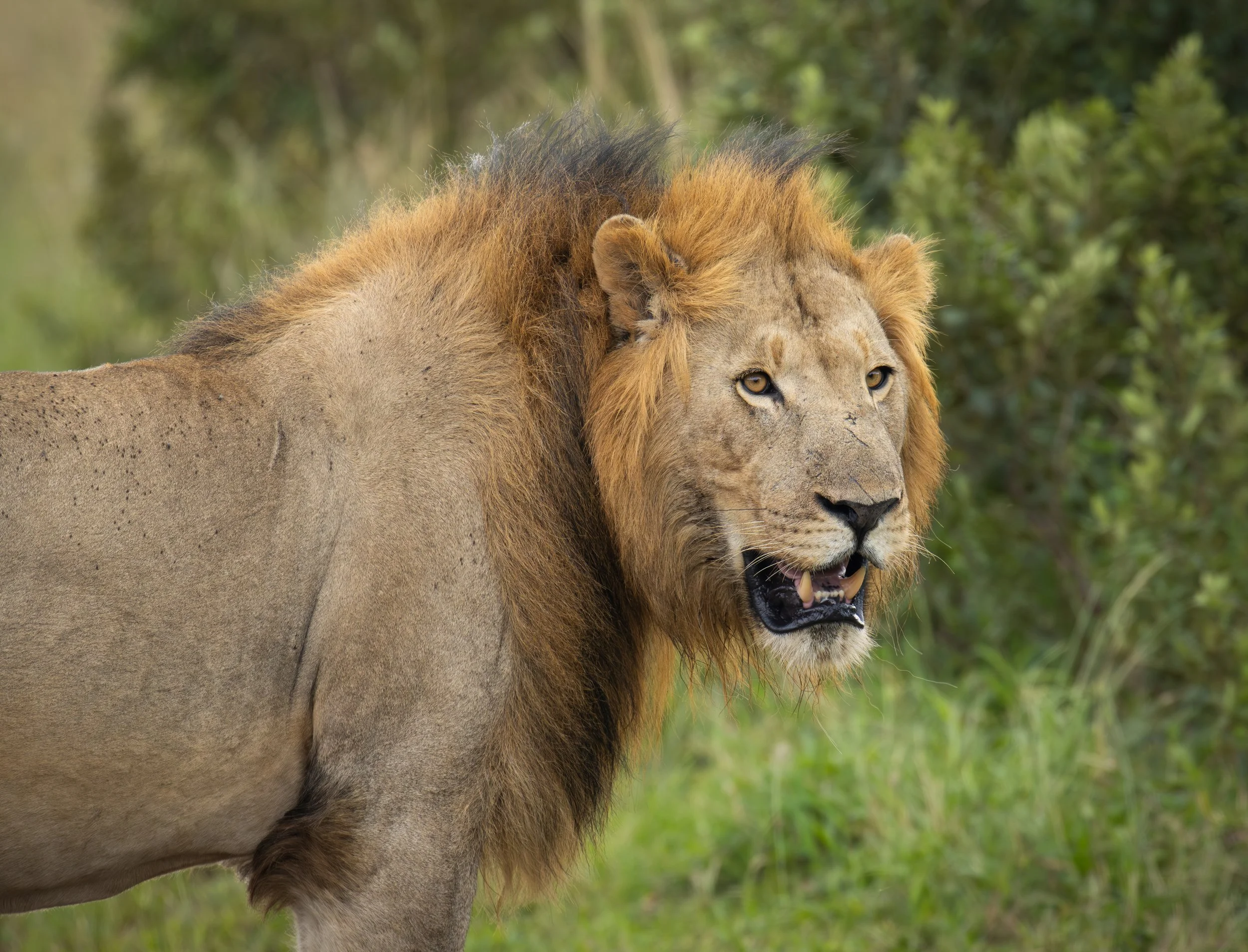 African Lion-2.jpg