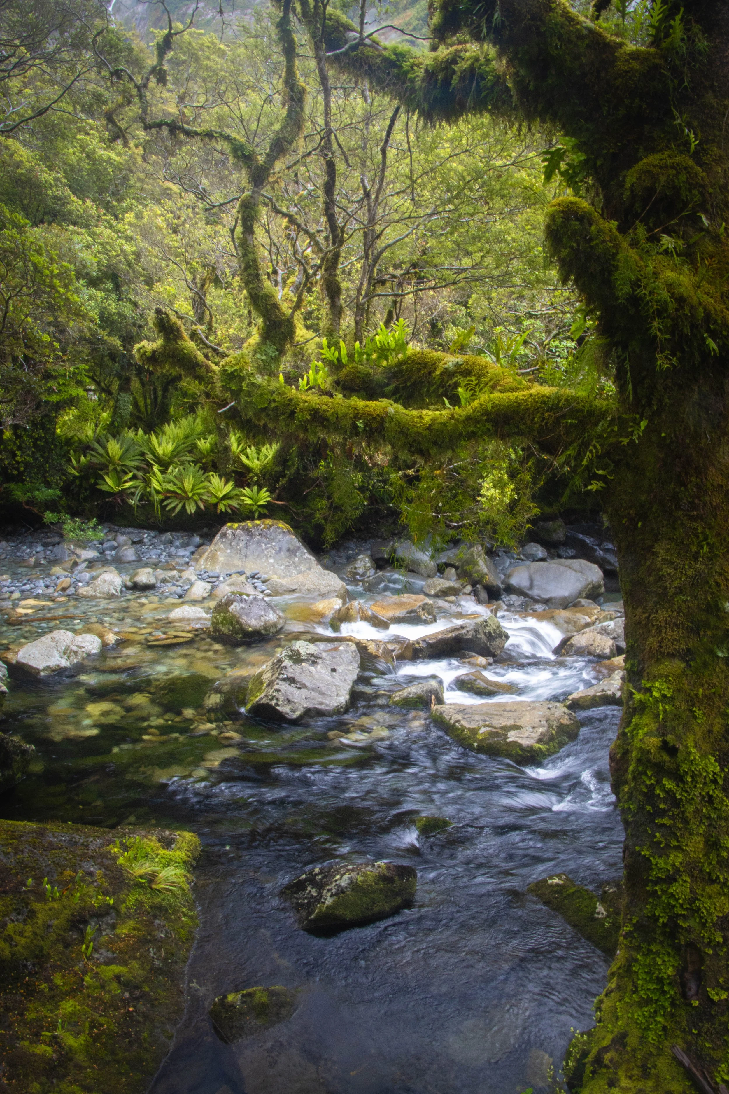 New Zealand Fiordland Forest river scene, Milford Sound