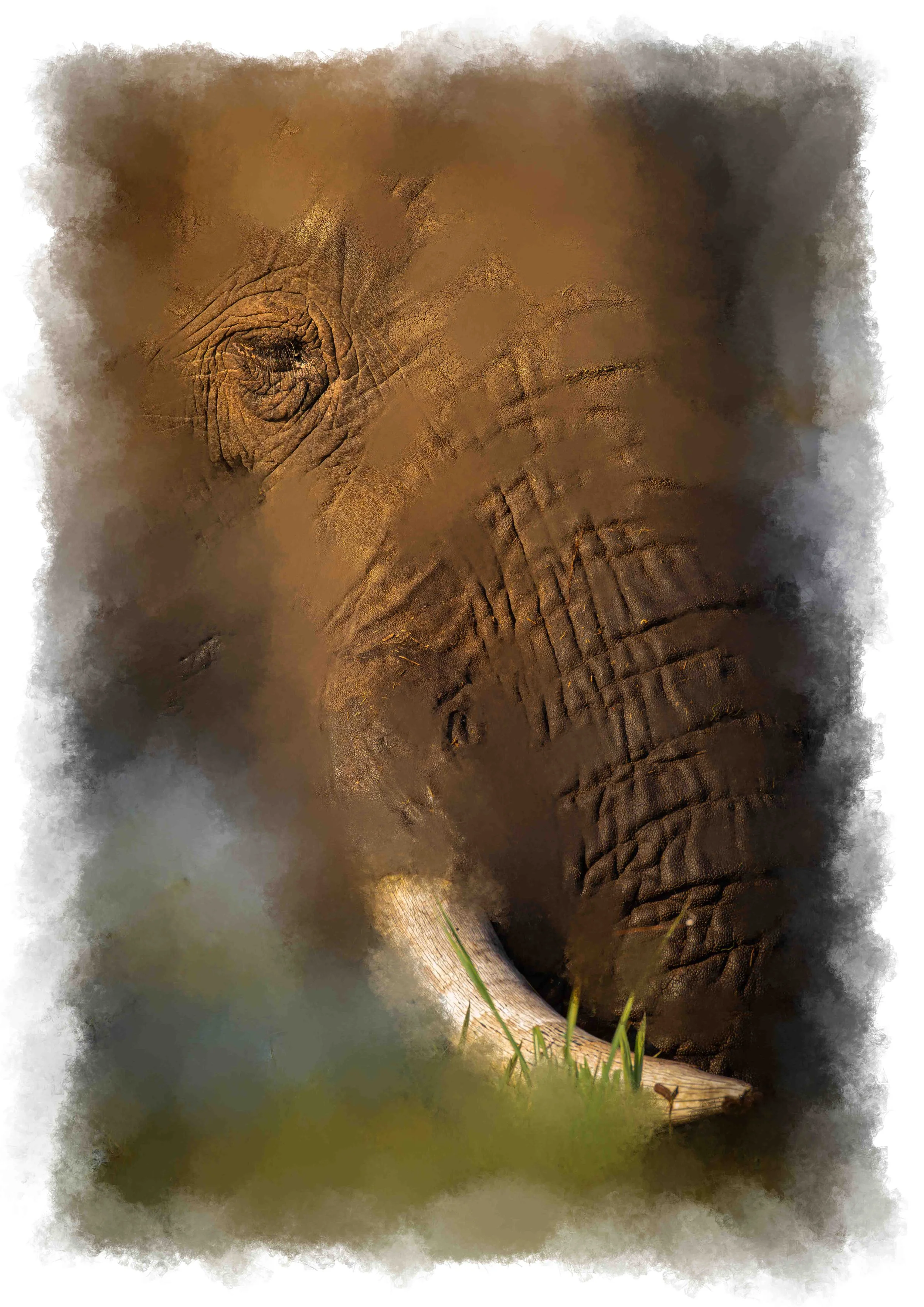 African Elephant in Chobe Botswana