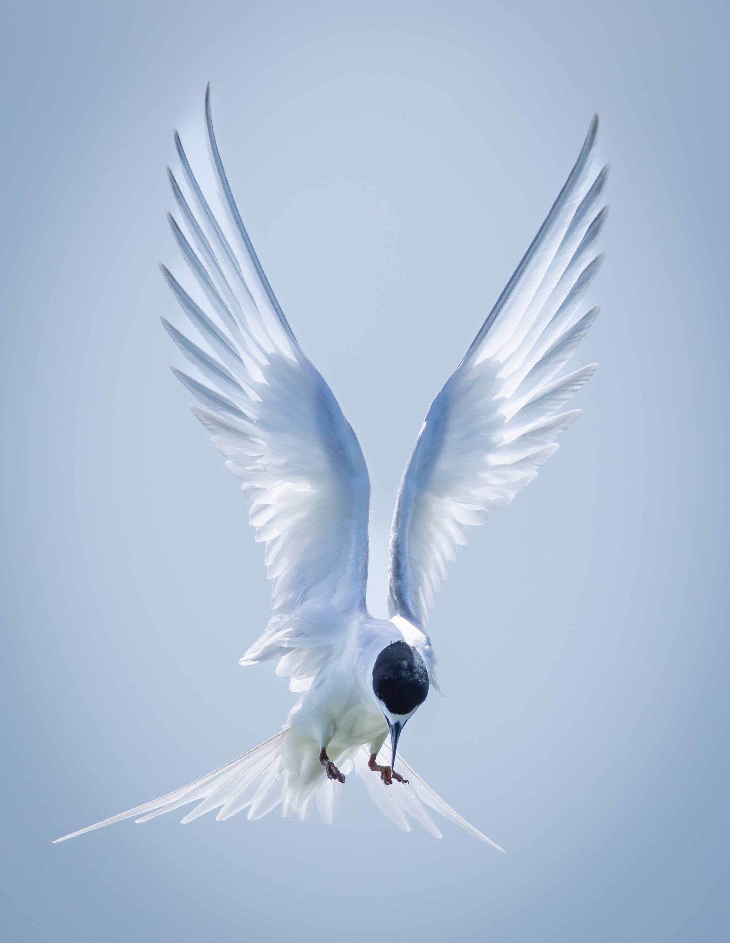 sea tern3-17Oct25 web copy.jpg