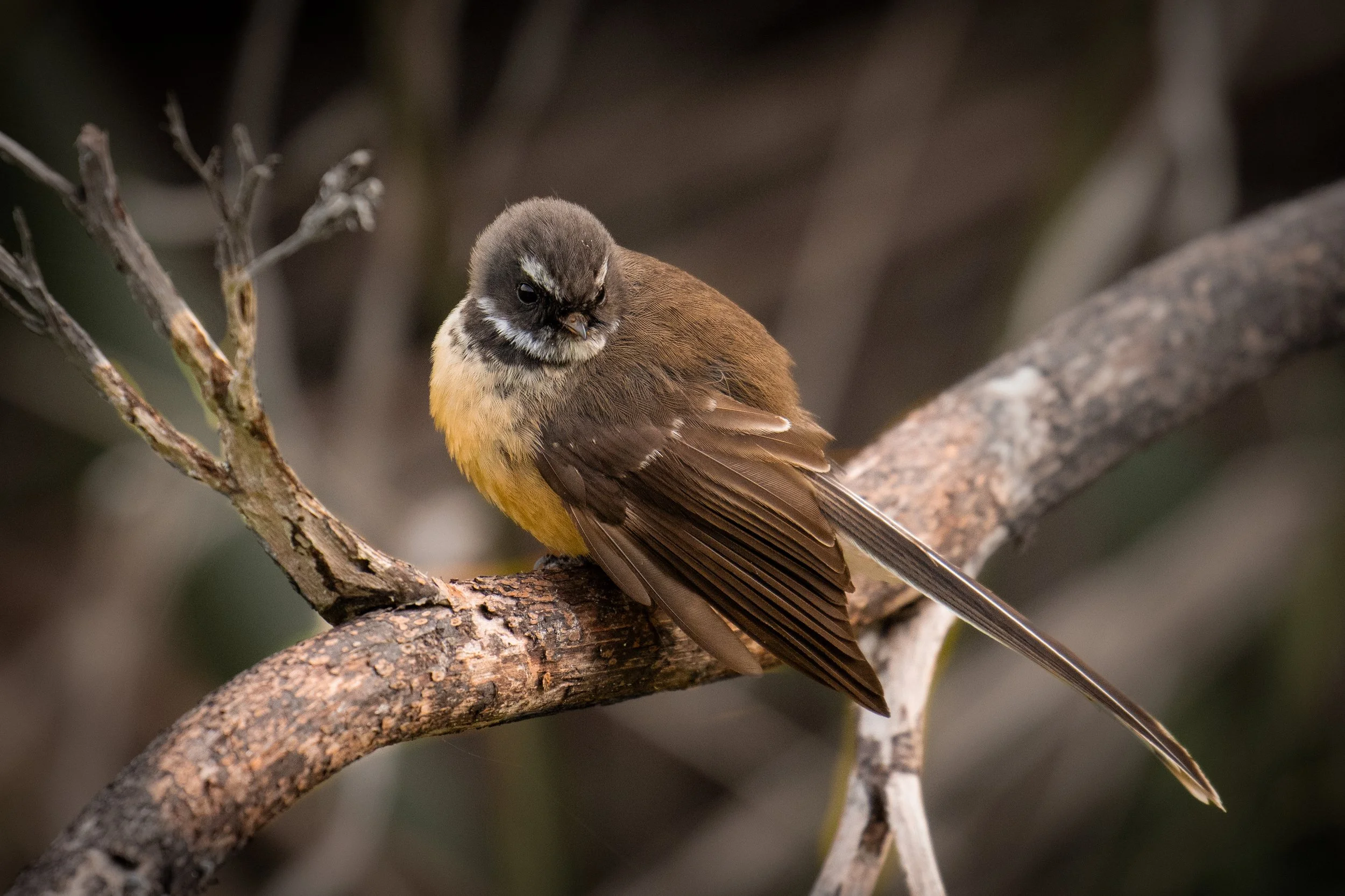 Wagtail of New Zealand. They love following and flying close to you when walking through the forest.