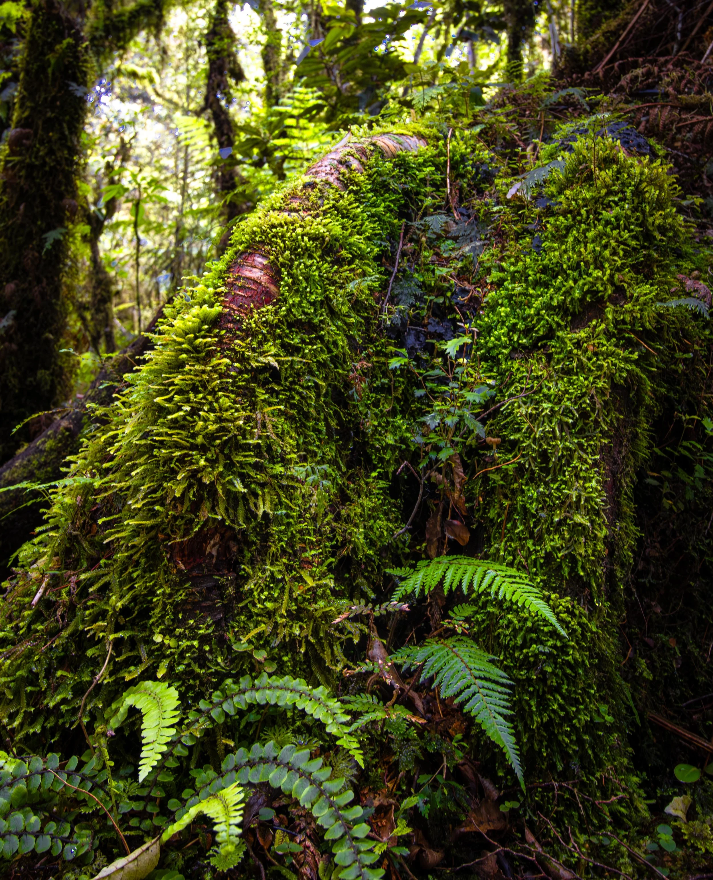 Shades of green, Milford Sound, New Zealand