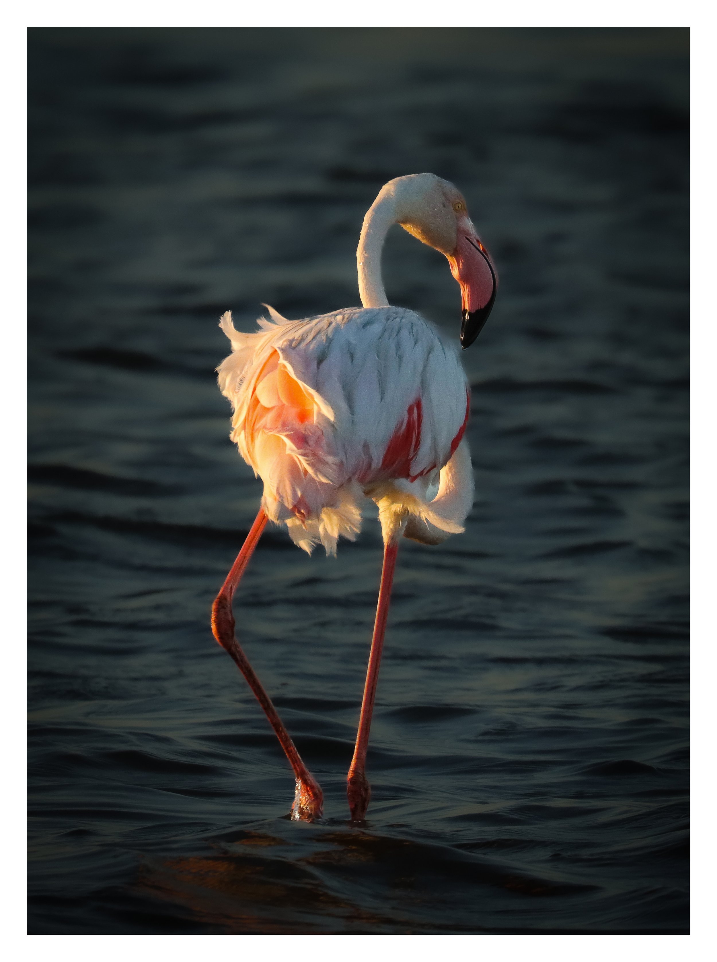 Flamingo captured in Namibia