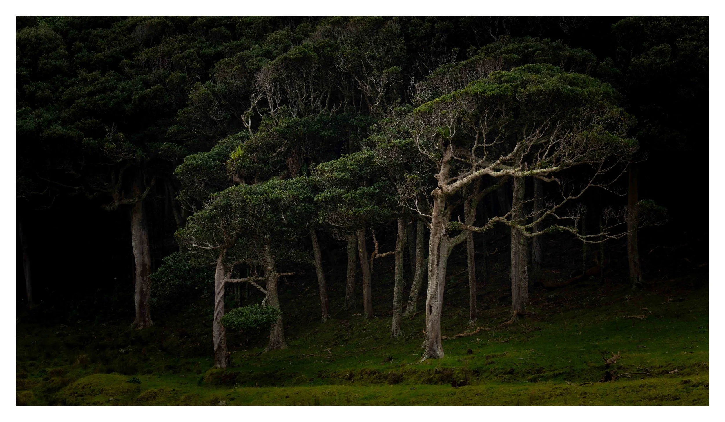Wind sculpted trees on the West Coast of the North island of Zealand, Aranga Beach