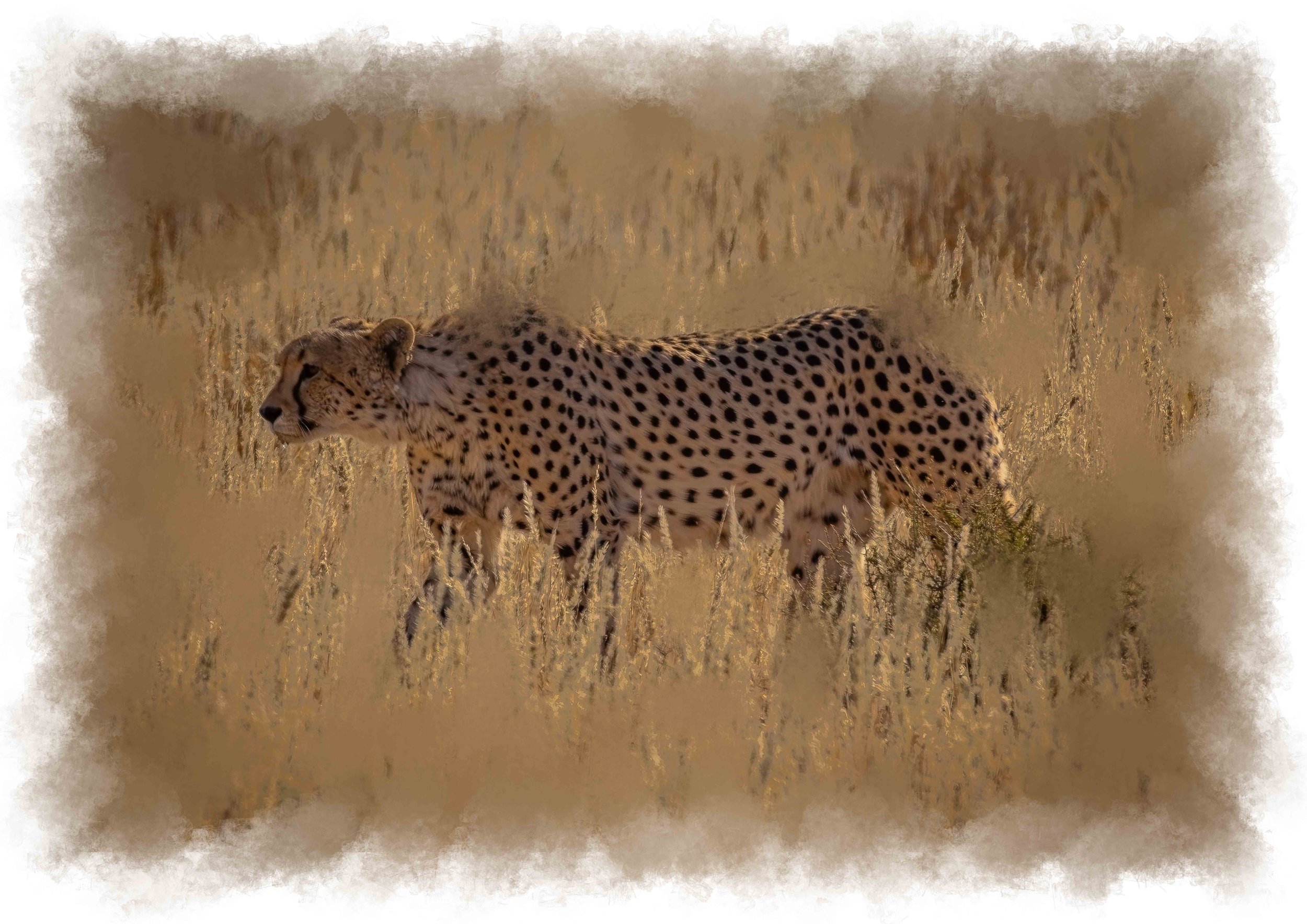 Cheetah in the golden Kalahari winter light