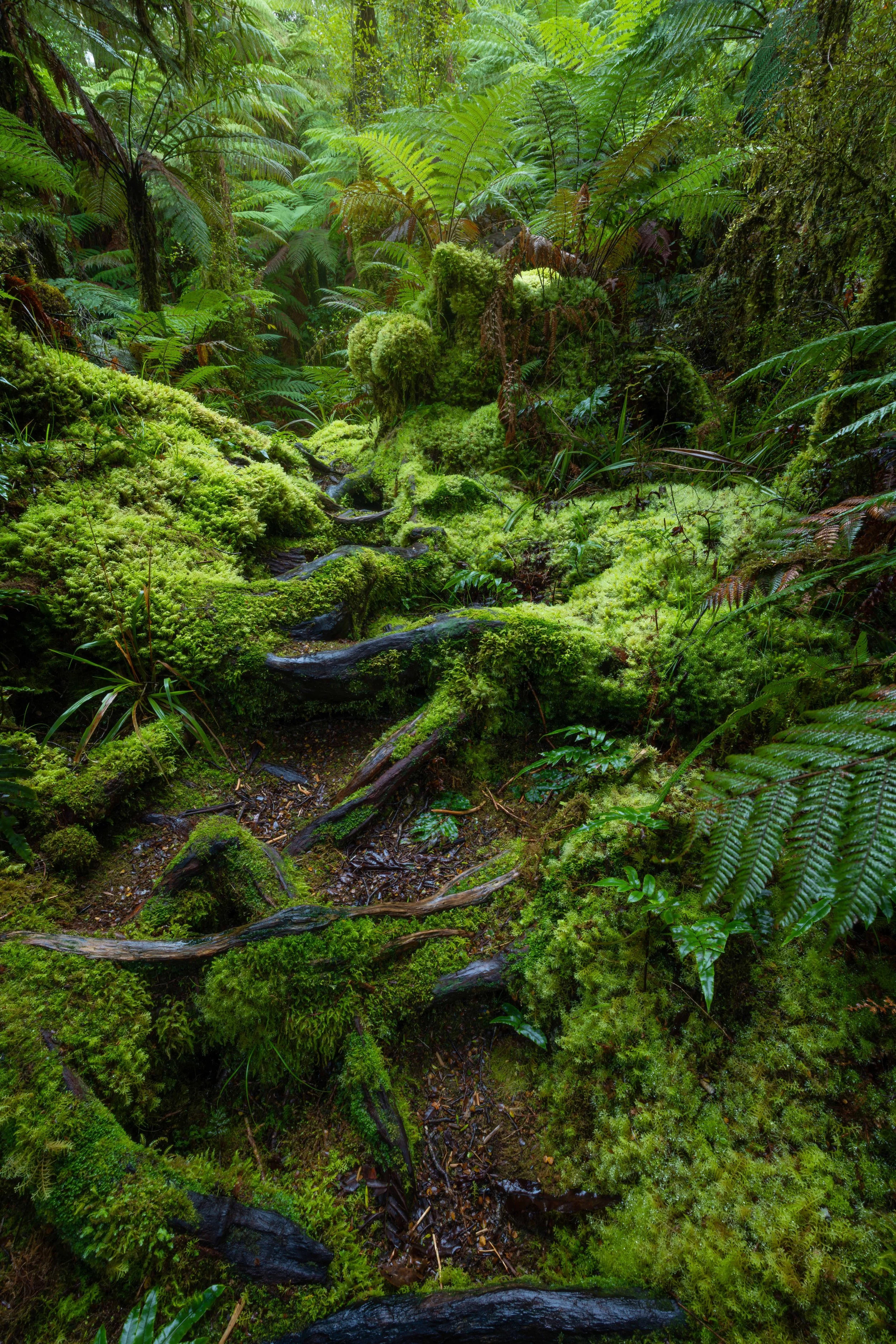 Day 5 - forestscape 4 web copy.jpg