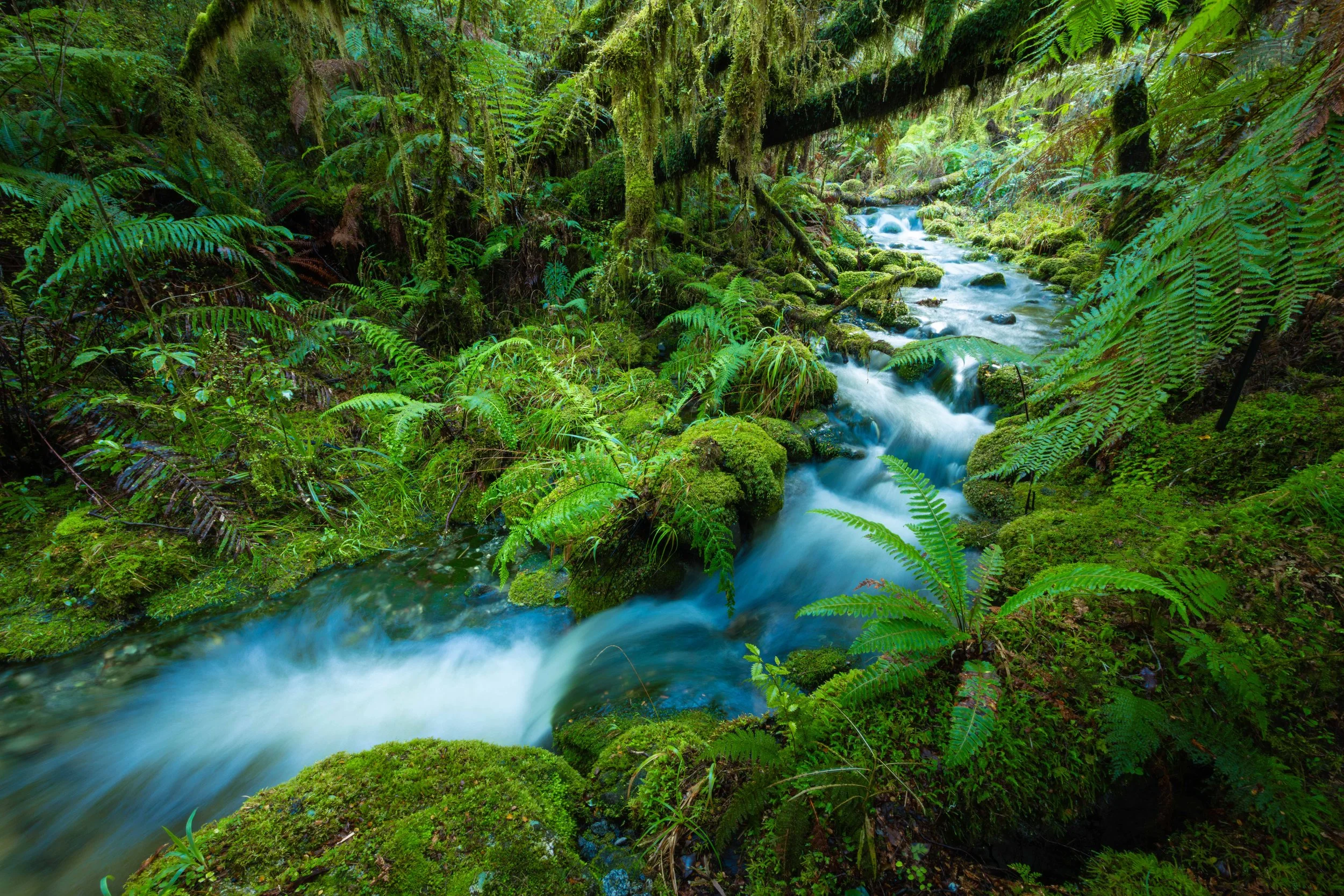 Secrets of the Fiordland in New Zealand