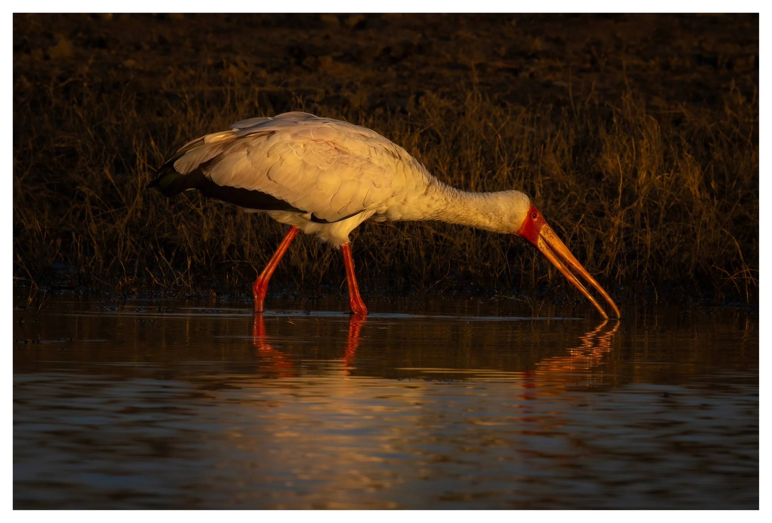 Yellow Billed Stork captured at sunset on the Chobe River, Botswana (A2 size print)