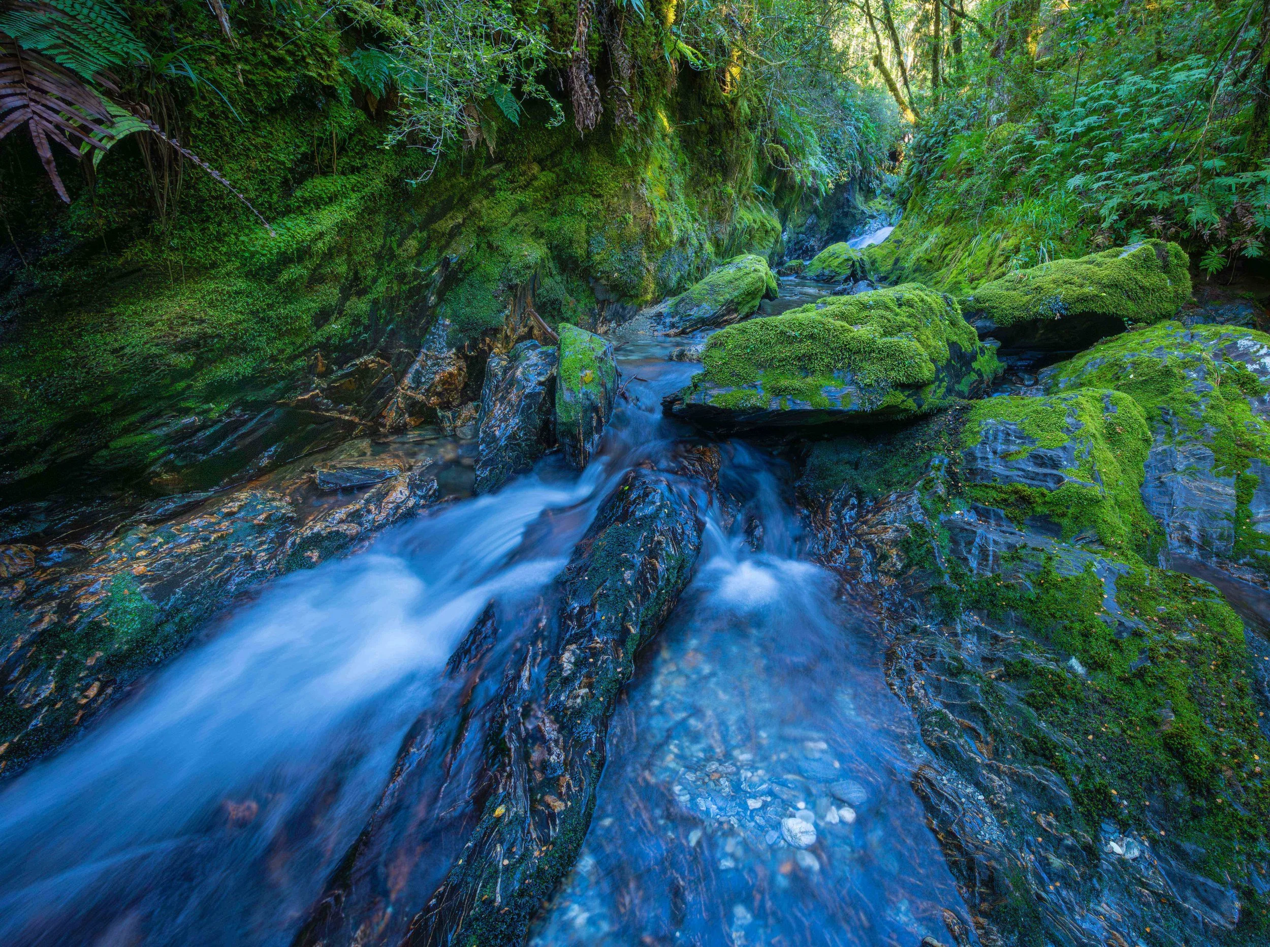 canna creek 2 web copy1.jpg